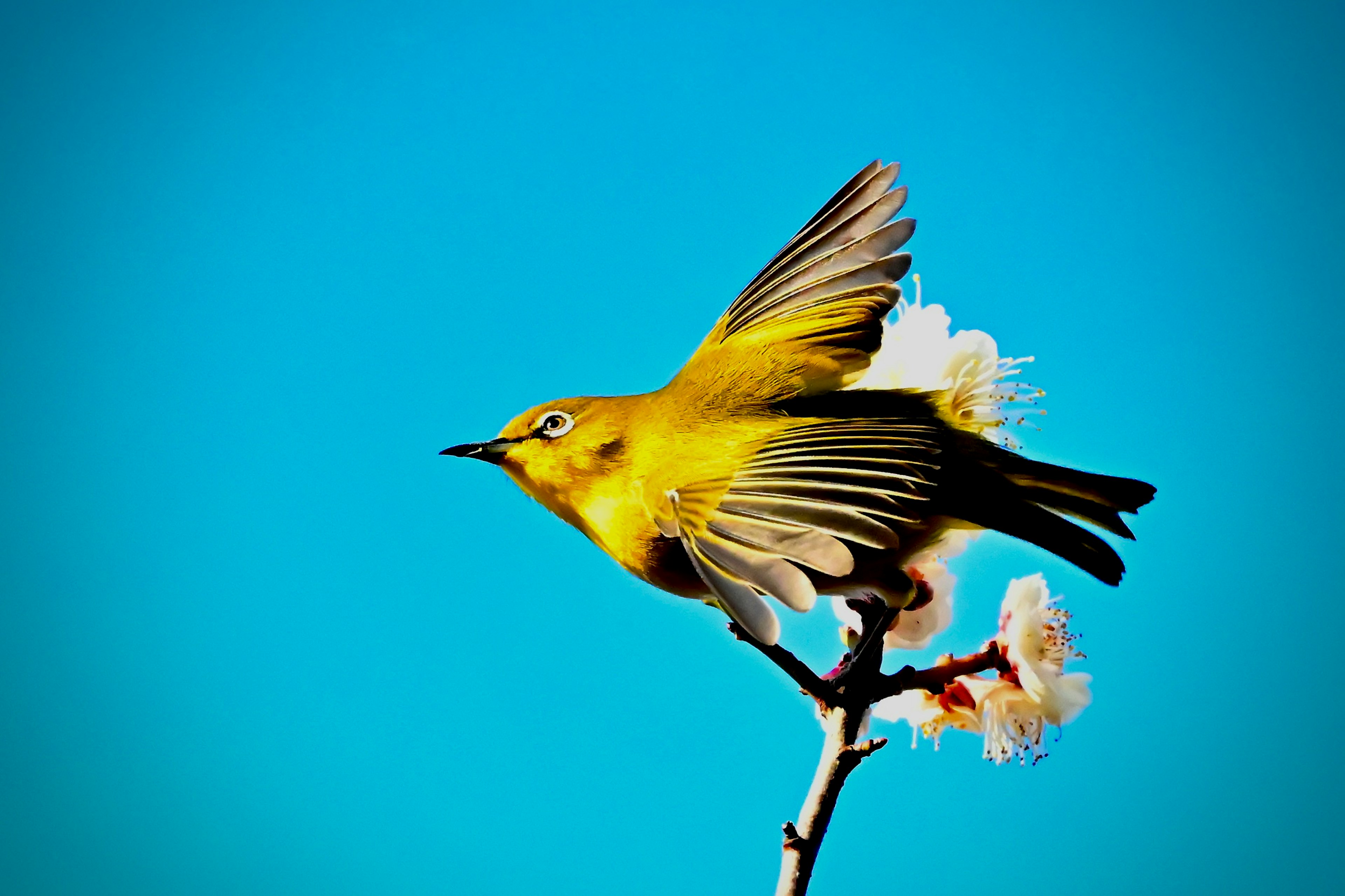 Un oiseau jaune déployant ses ailes sur une branche fleurie contre un ciel bleu