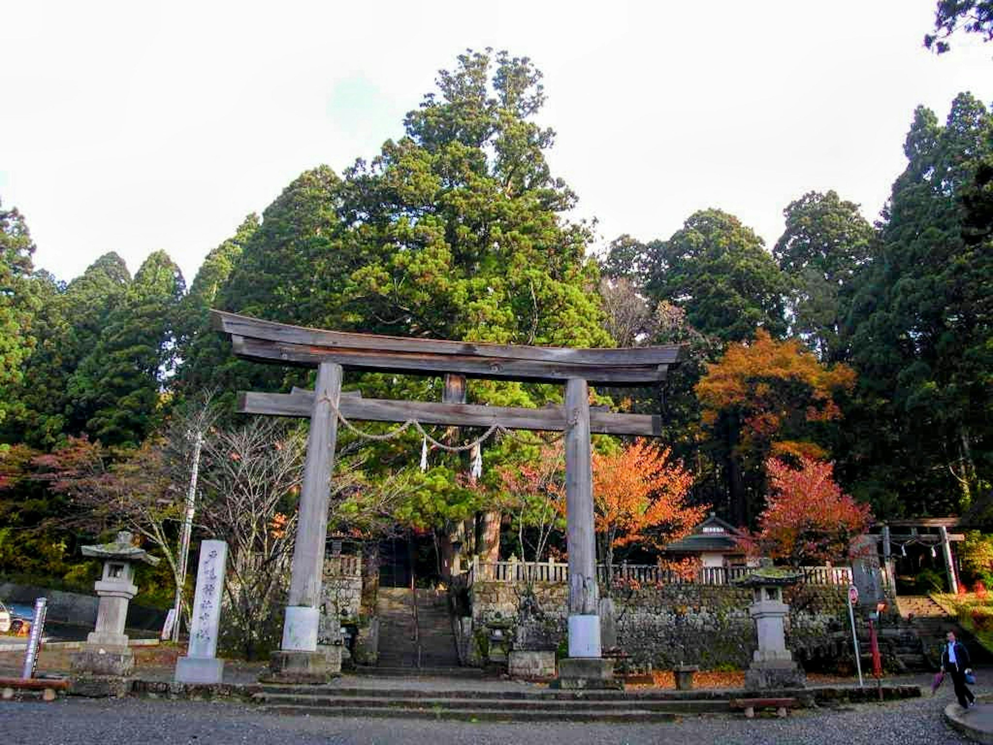 一座大鳥居周圍環繞著郁郁蔥蔥的樹木的風景