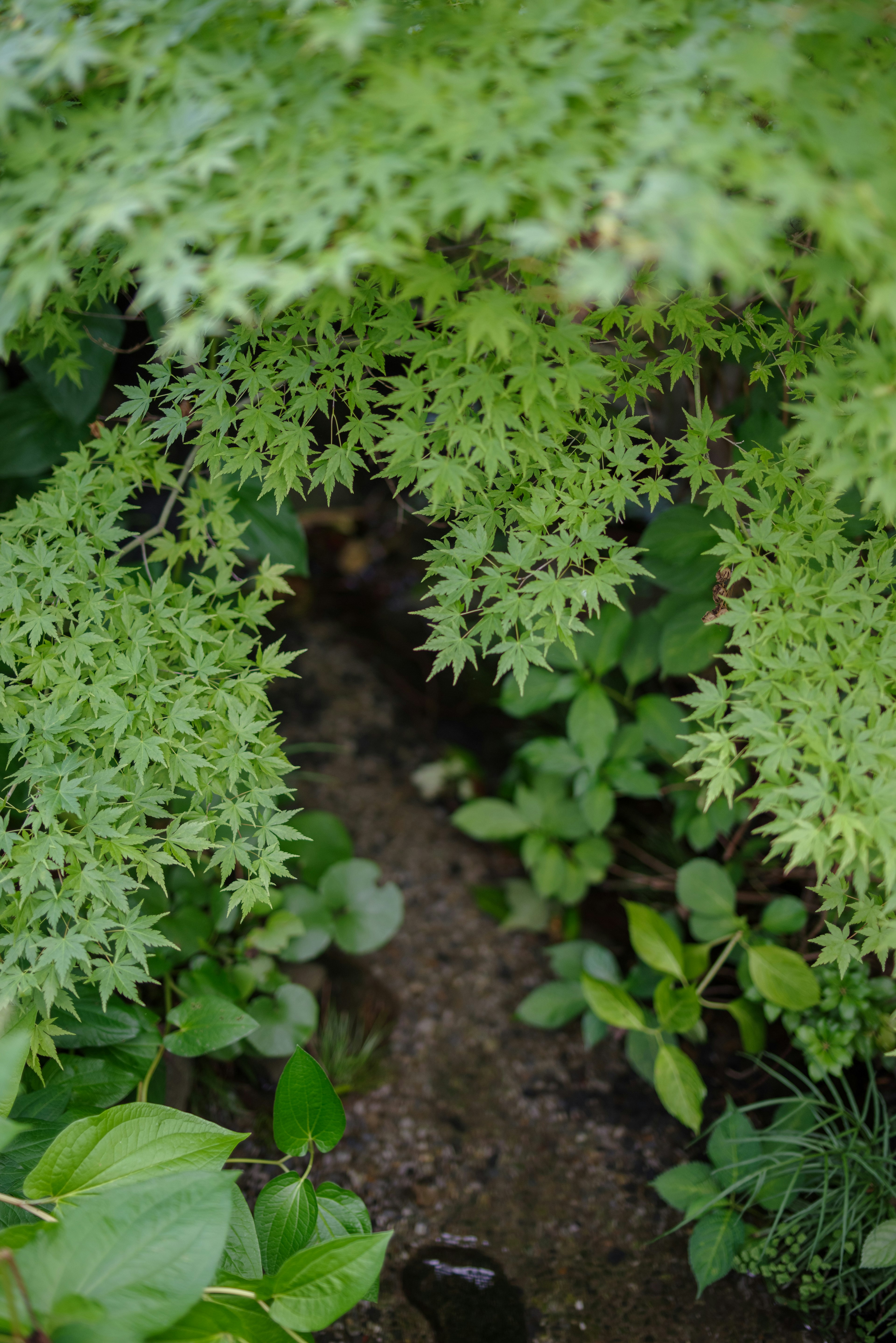 緑の葉が生い茂る植物の間から覗く土の道