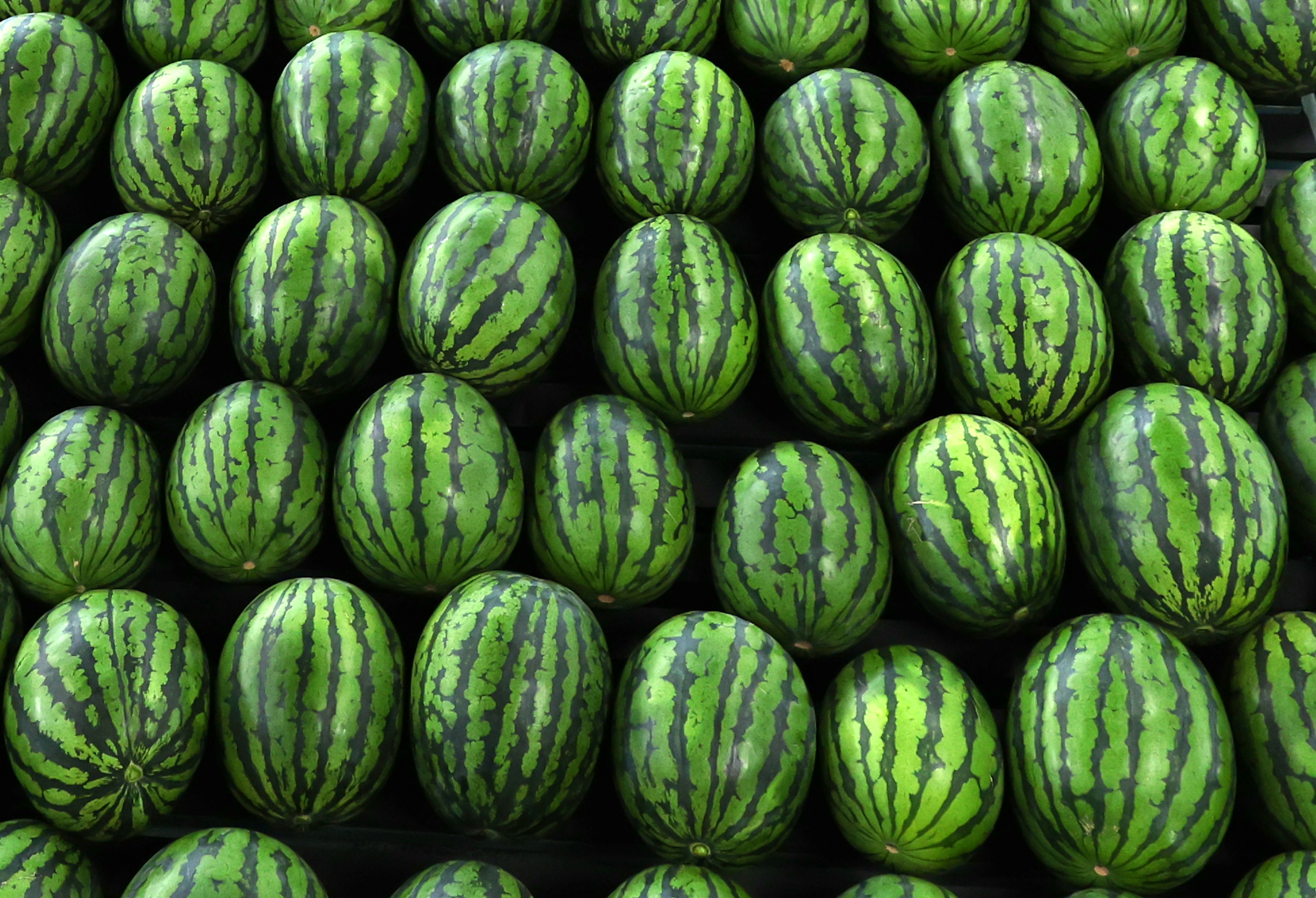 Eine große Anzahl von Wassermelonen in einem Gittermuster angeordnet