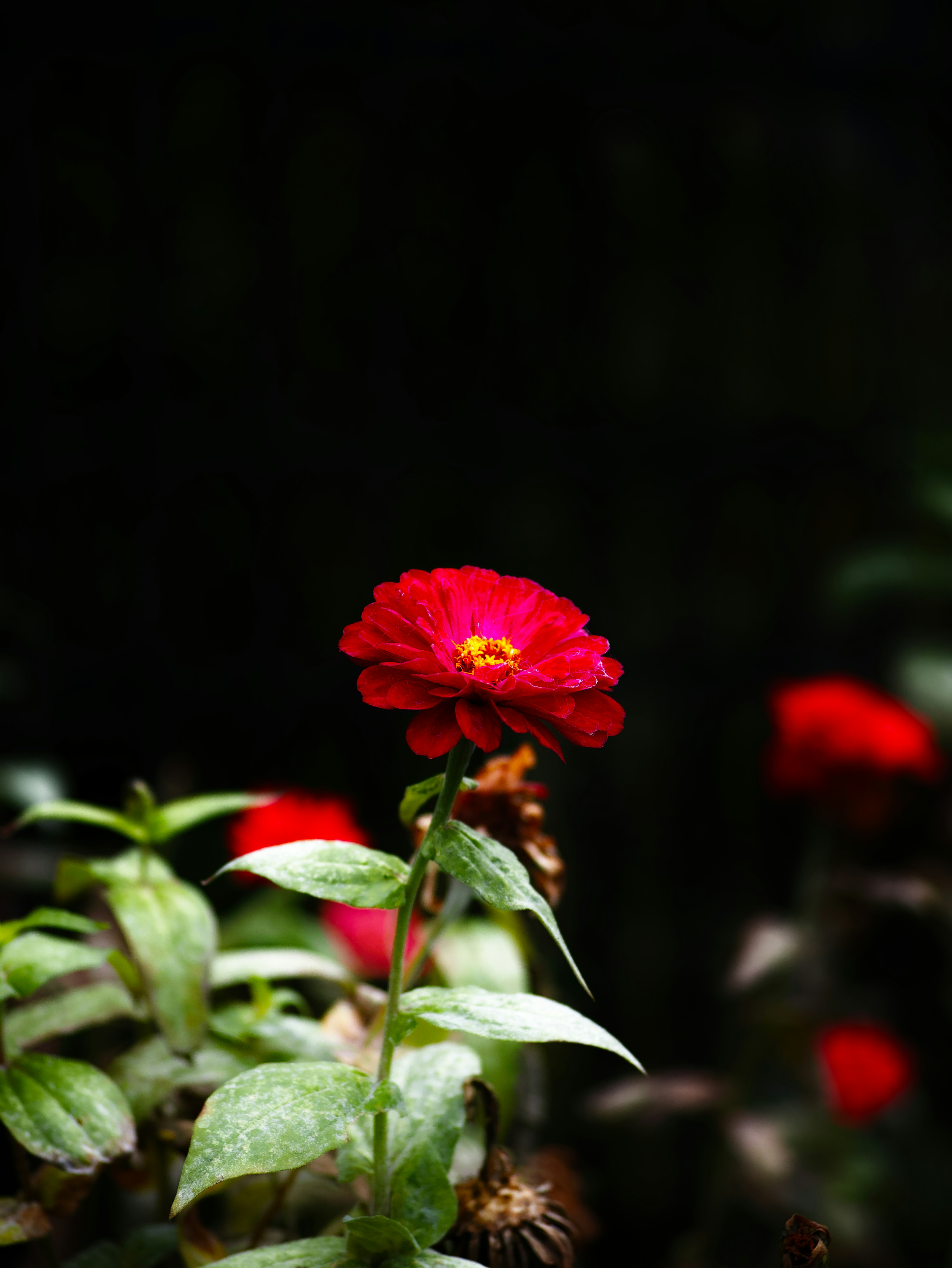 Un fiore rosso vivace spicca su uno sfondo scuro