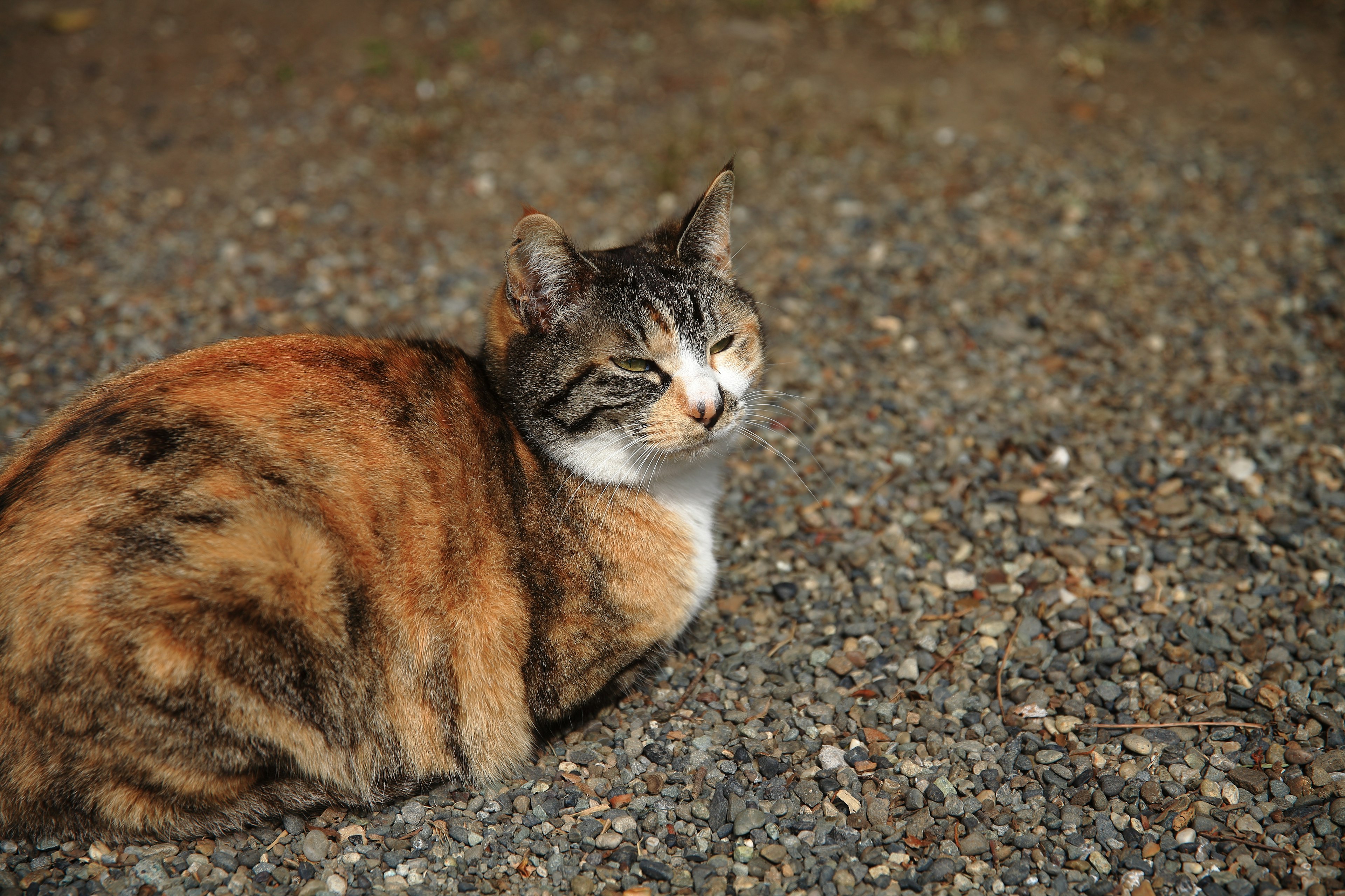 A calico cat resting on the ground