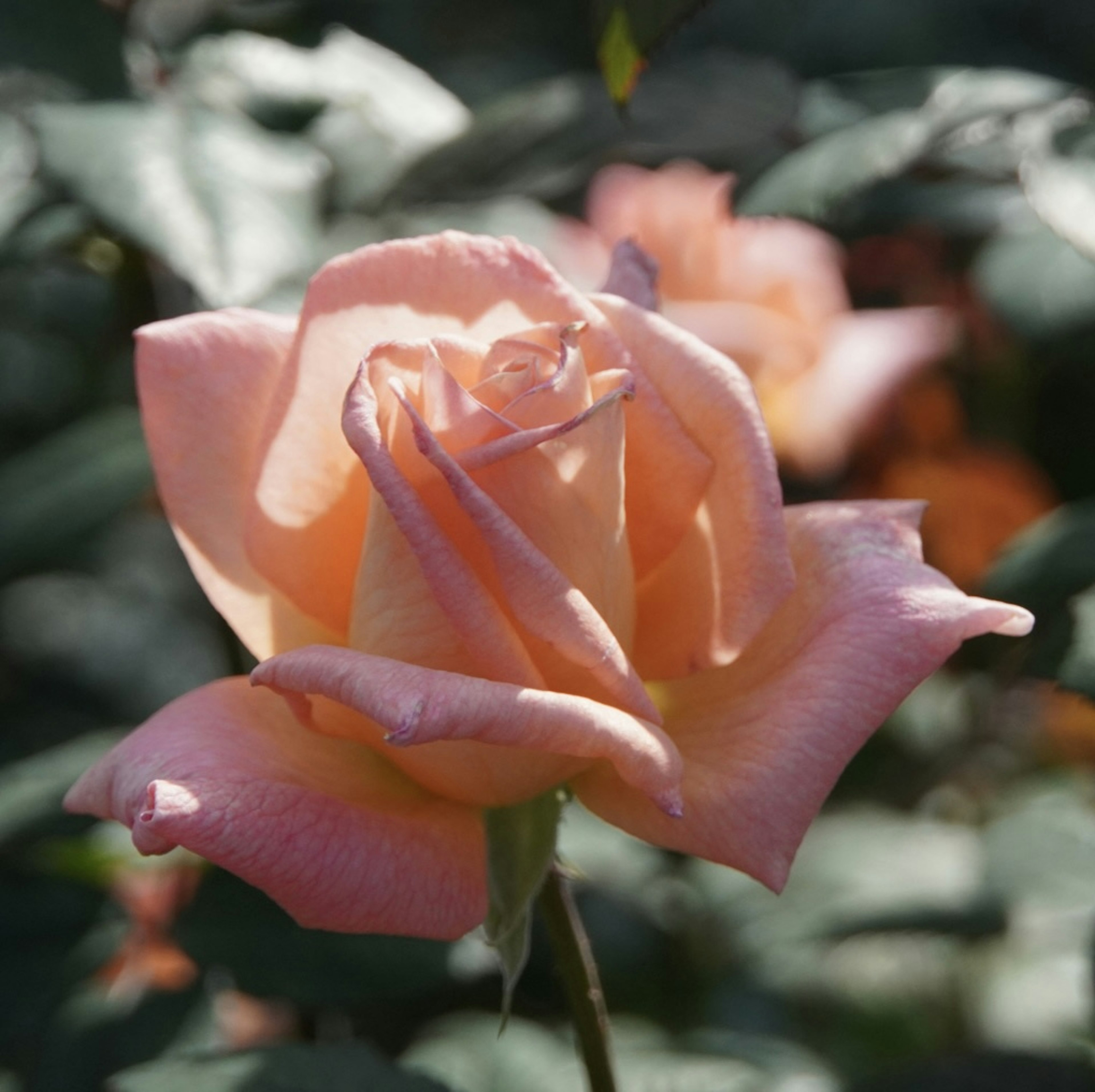 Eine zarte rosa Blume blüht zwischen grünen Blättern