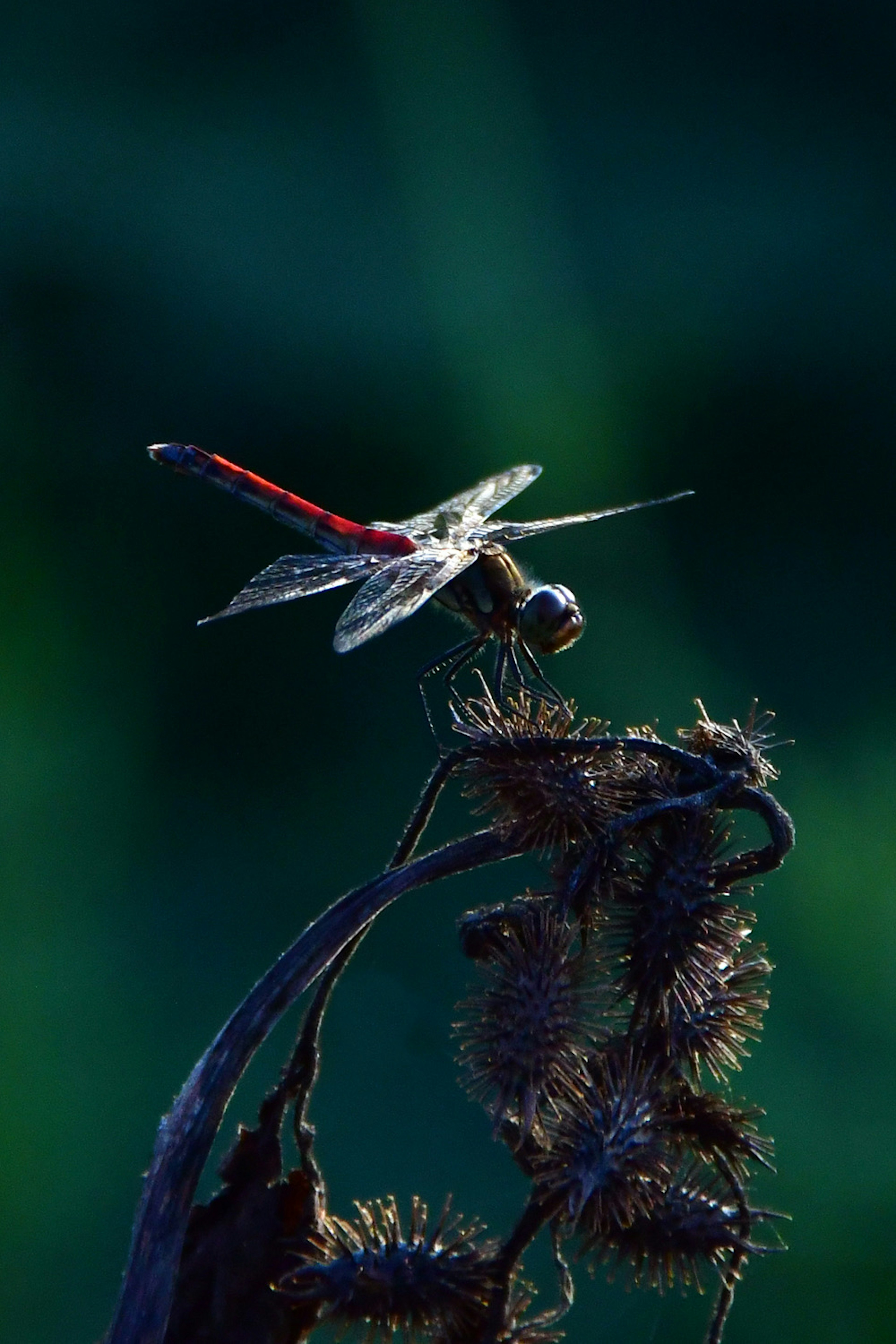 Una libellula con una coda rossa appollaiata su una pianta