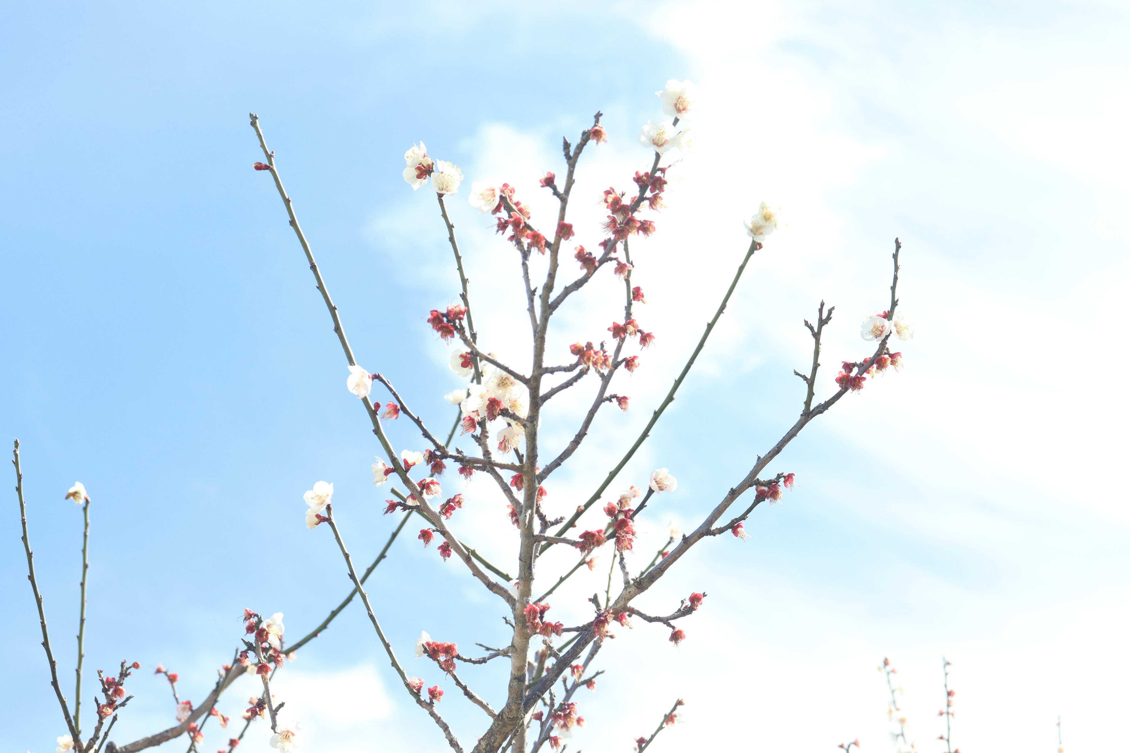 Rami di un albero di prugne con fiori bianchi e gemme rosse su sfondo di cielo blu