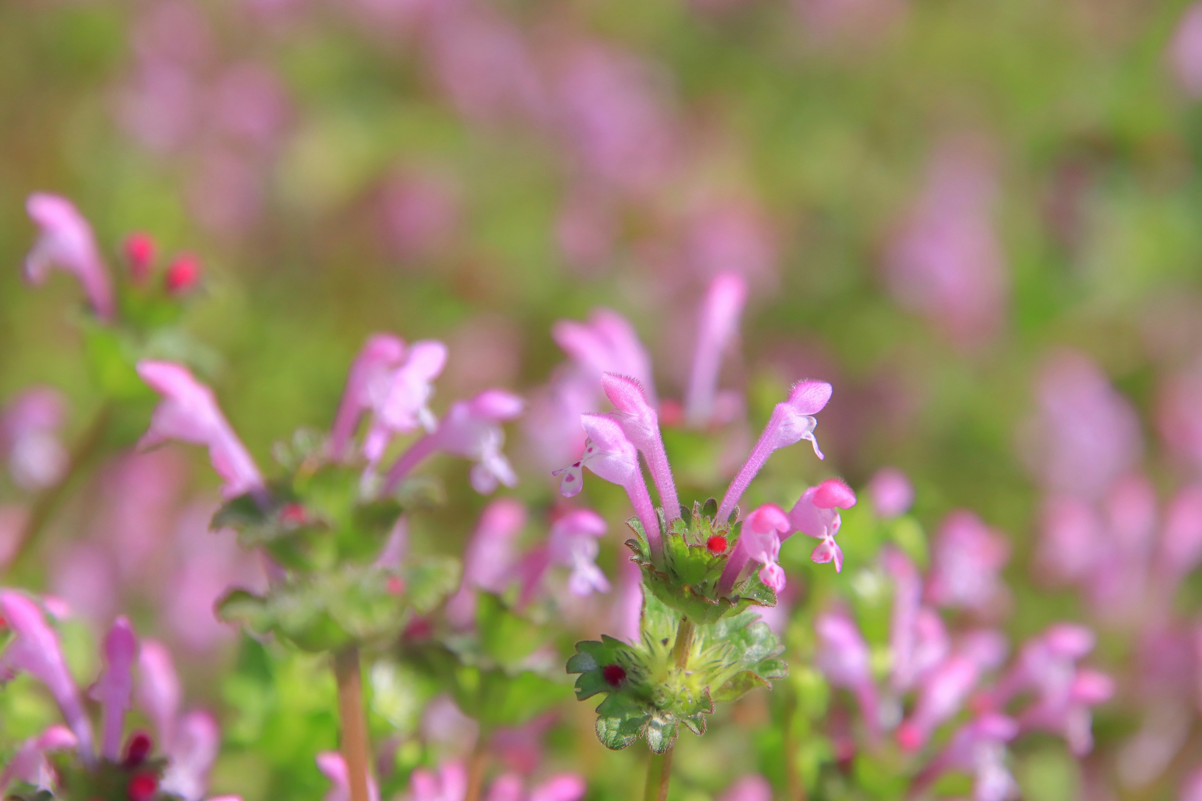 Campo di fiori in fiore con piccoli fiori rosa e foglie verdi