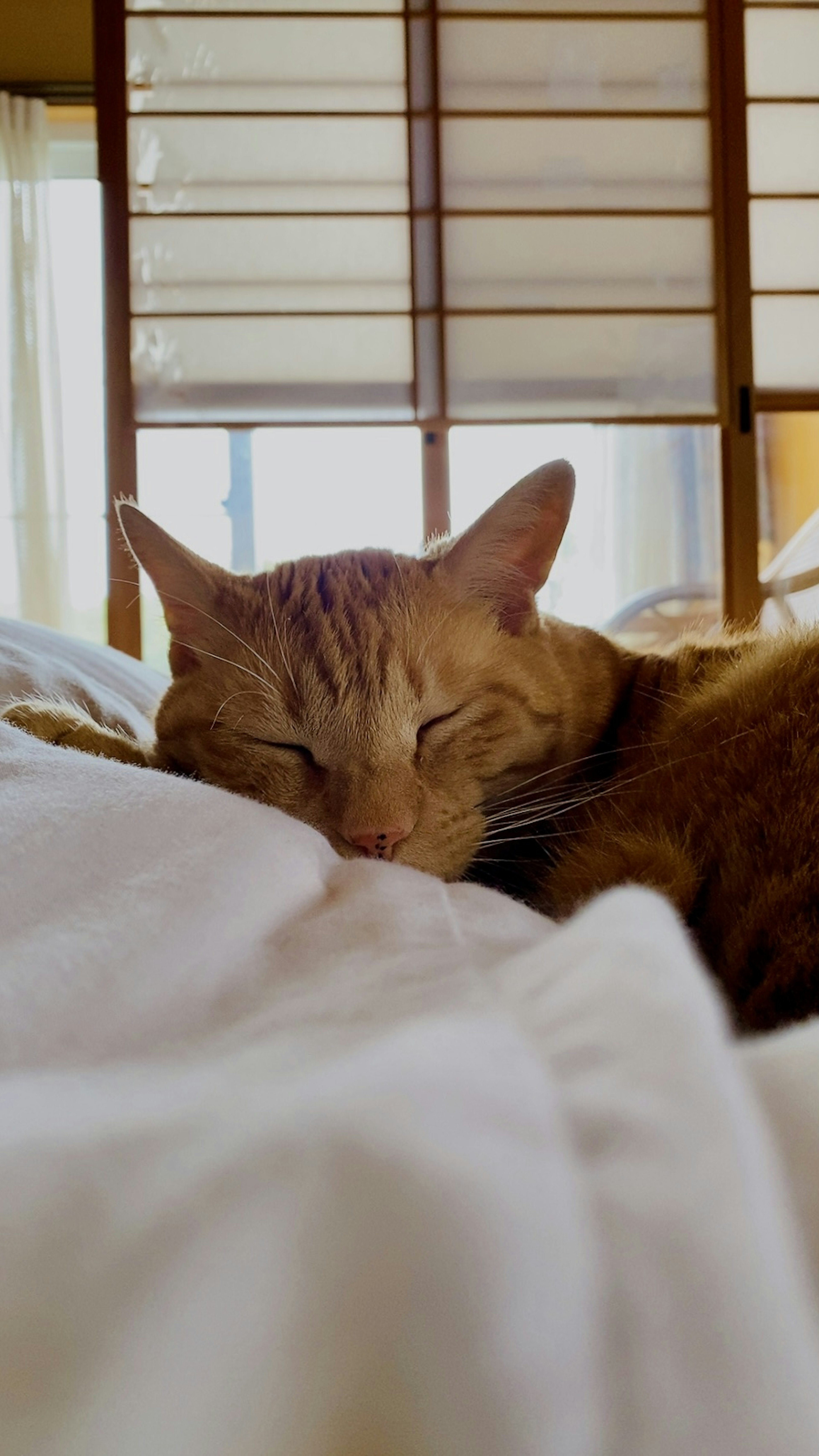 Seekor kucing oranye tidur dengan tenang di atas selimut putih