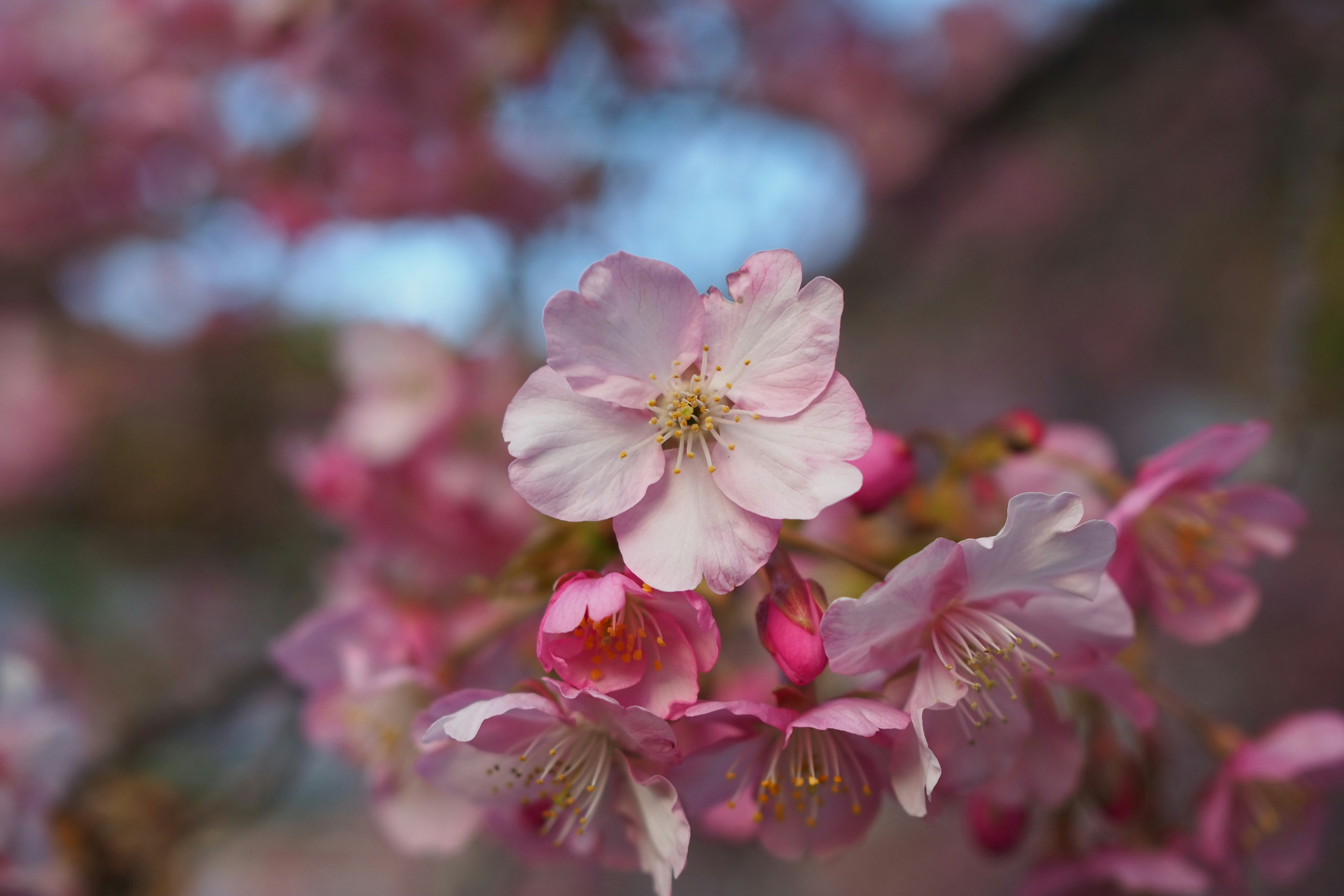 Imagen en primer plano de flores de cerezo en flor