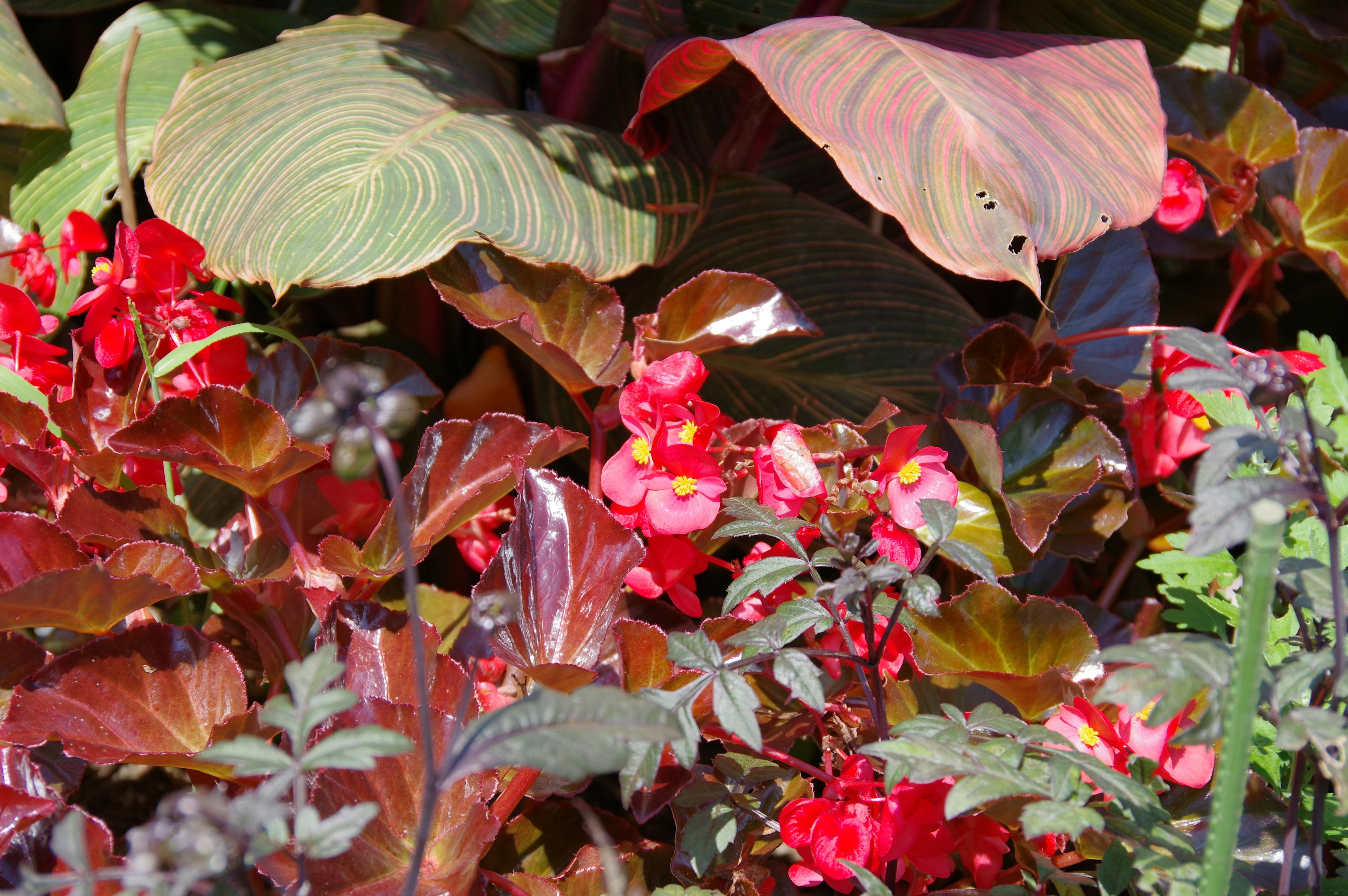 Una escena de jardín vibrante con flores rojas y hojas verdes exuberantes