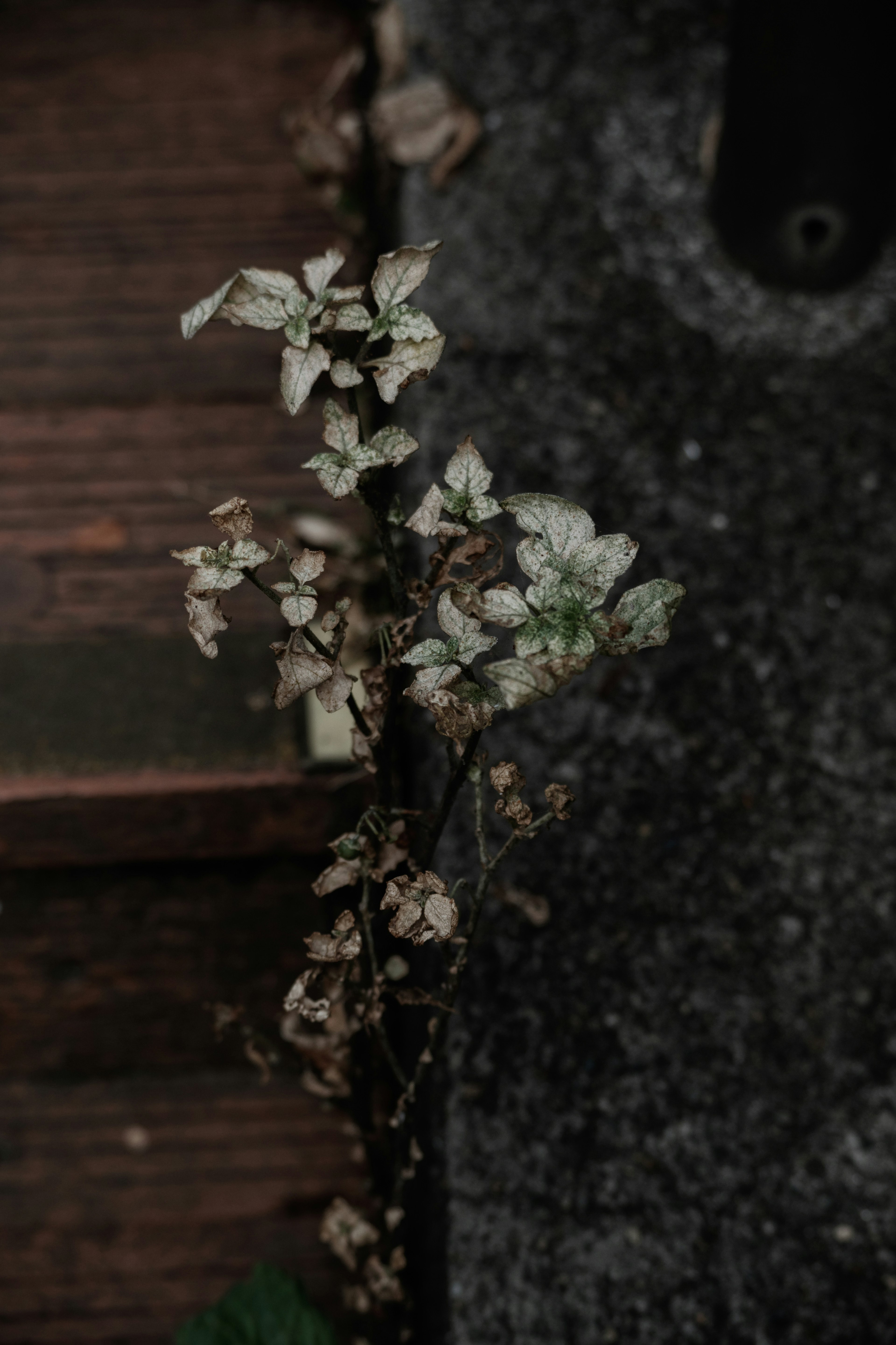 Flores blancas y hojas secas que emergen de las grietas de las escaleras de madera