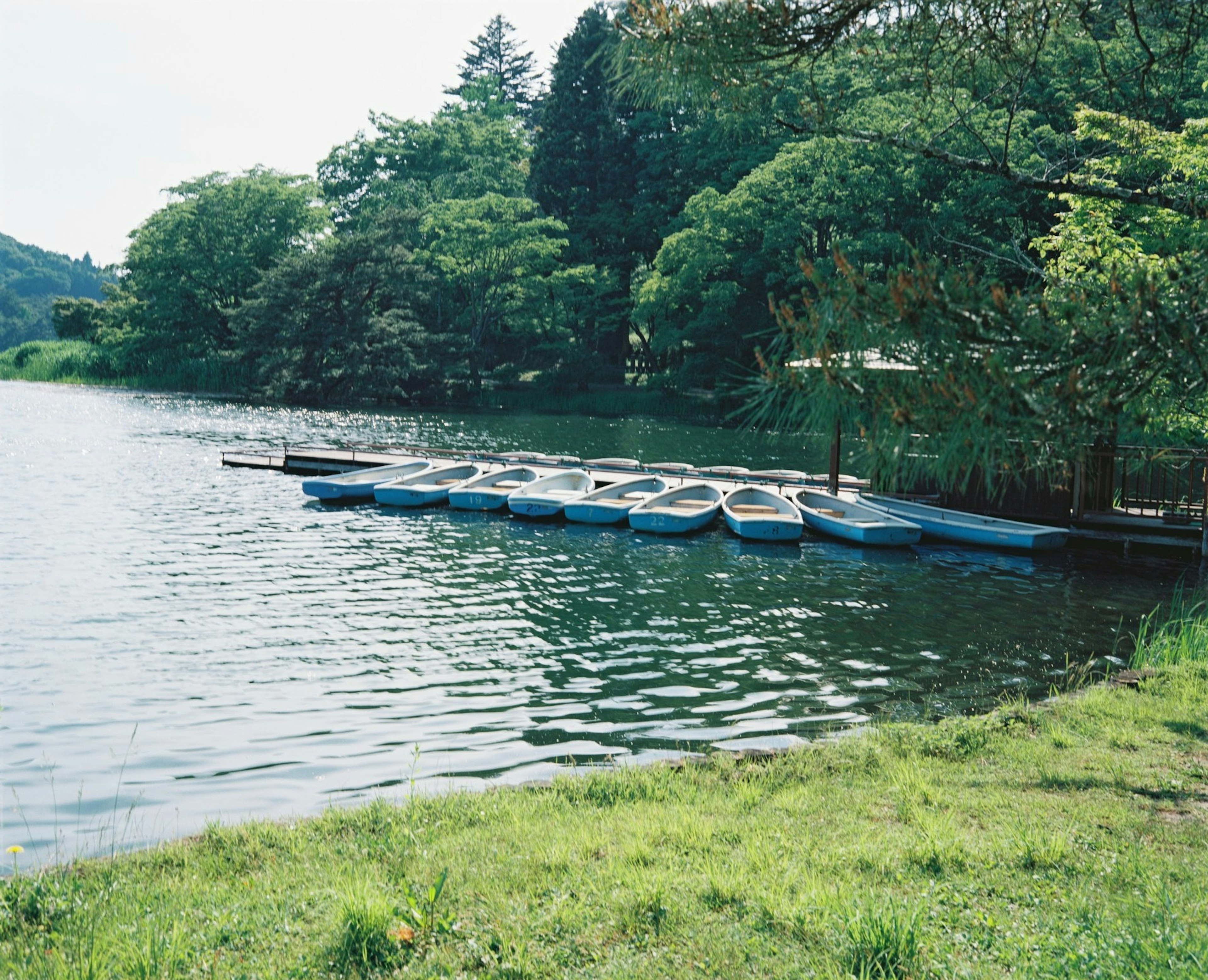 湖の近くに並ぶ青いボートと緑の木々