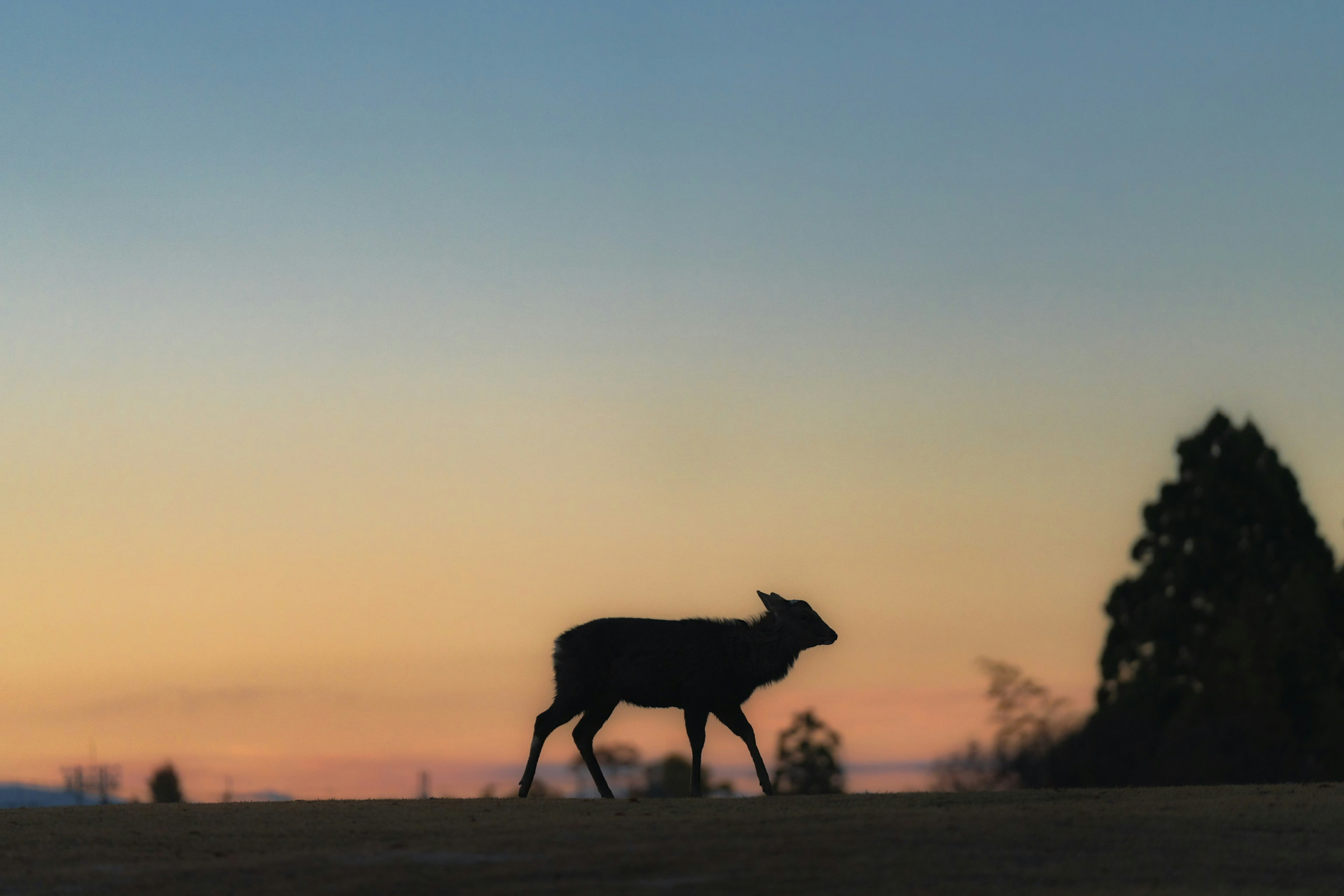 Silhouette di una mucca che cammina al crepuscolo