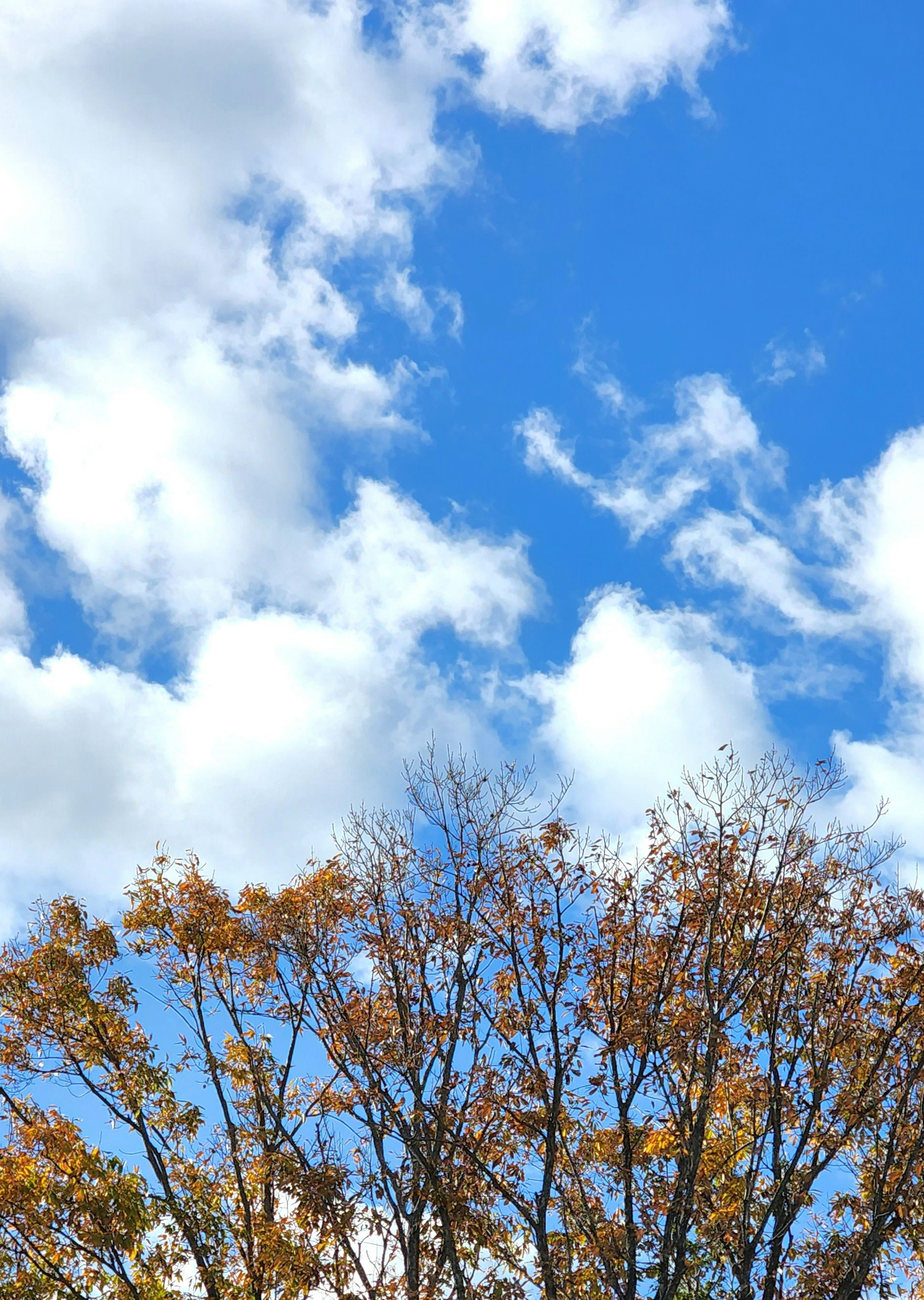 Partie supérieure d'un arbre avec des feuilles d'automne contre un ciel bleu brillant et des nuages blancs duveteux