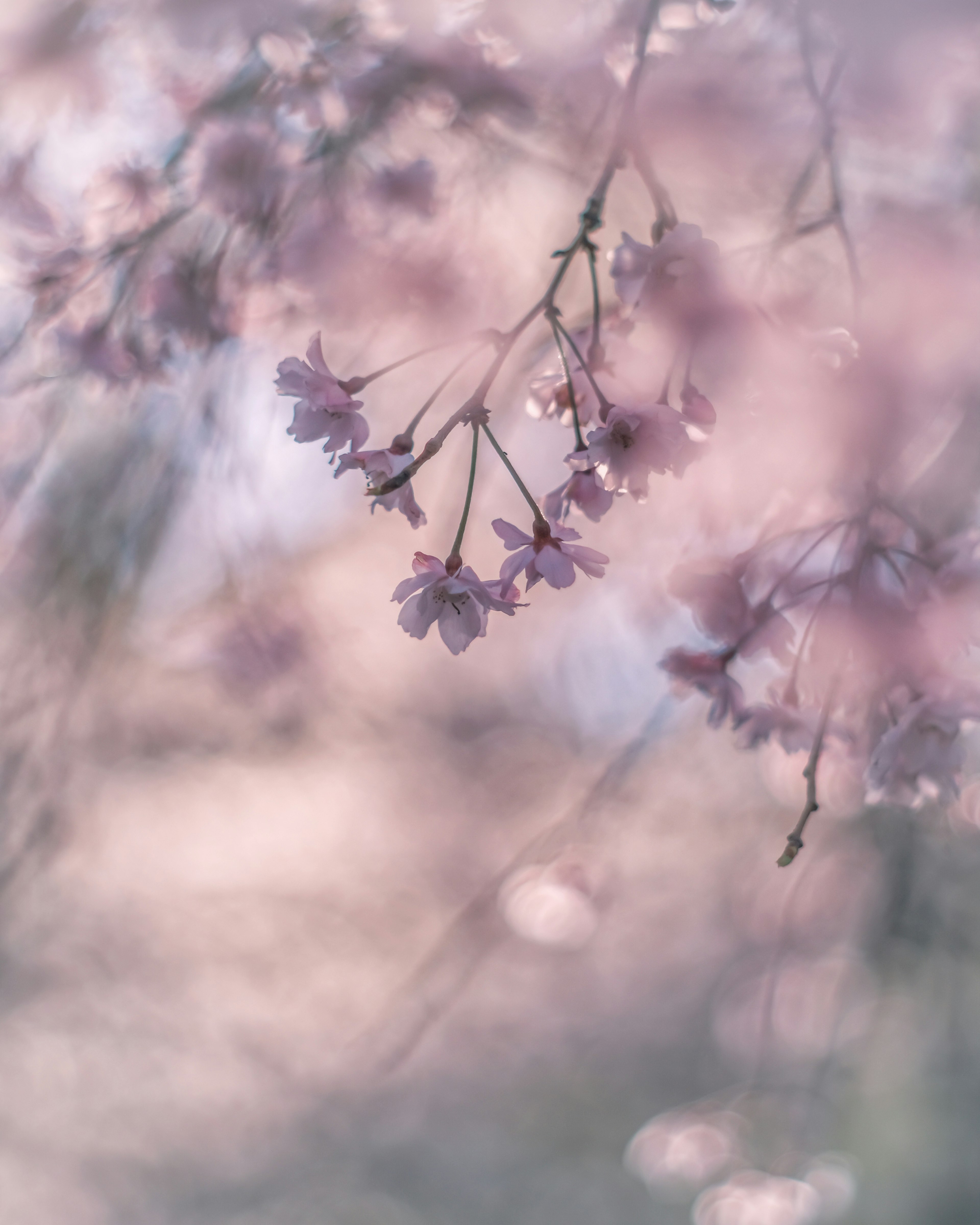 Delicate cherry blossom flowers hanging from branches