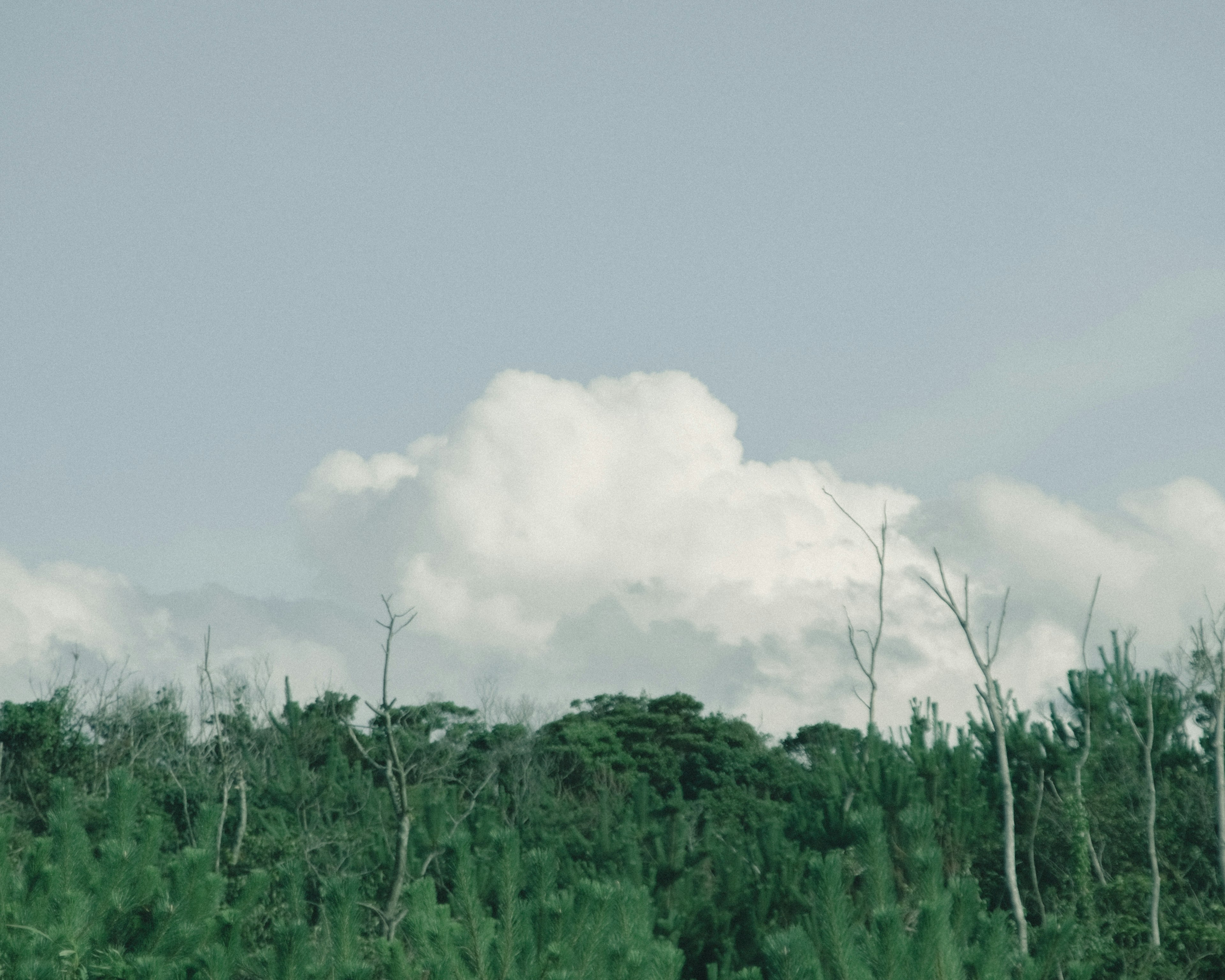 青空と白い雲の背景に緑の森が広がる風景