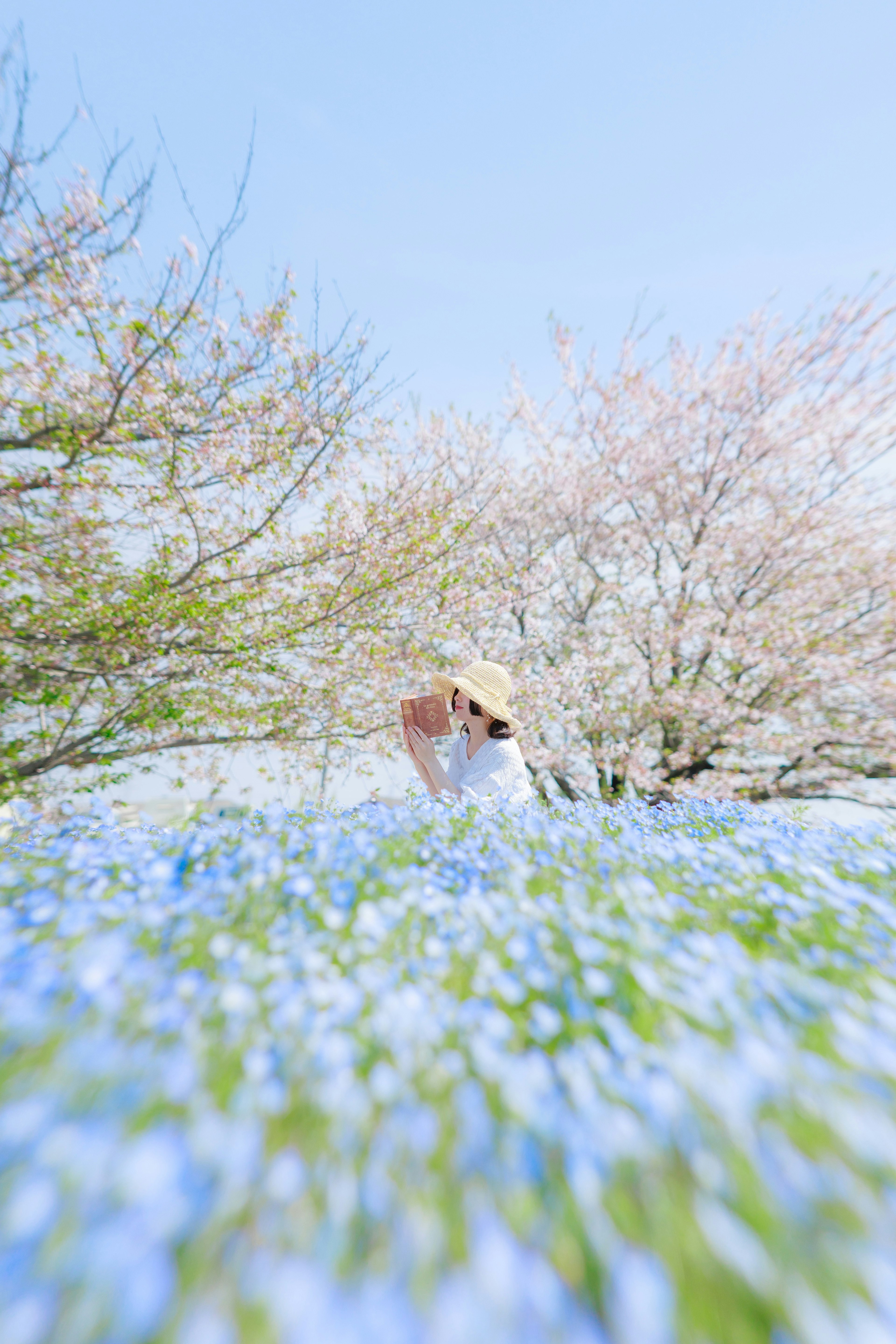 Woman among blue flowers with cherry blossom trees in the background