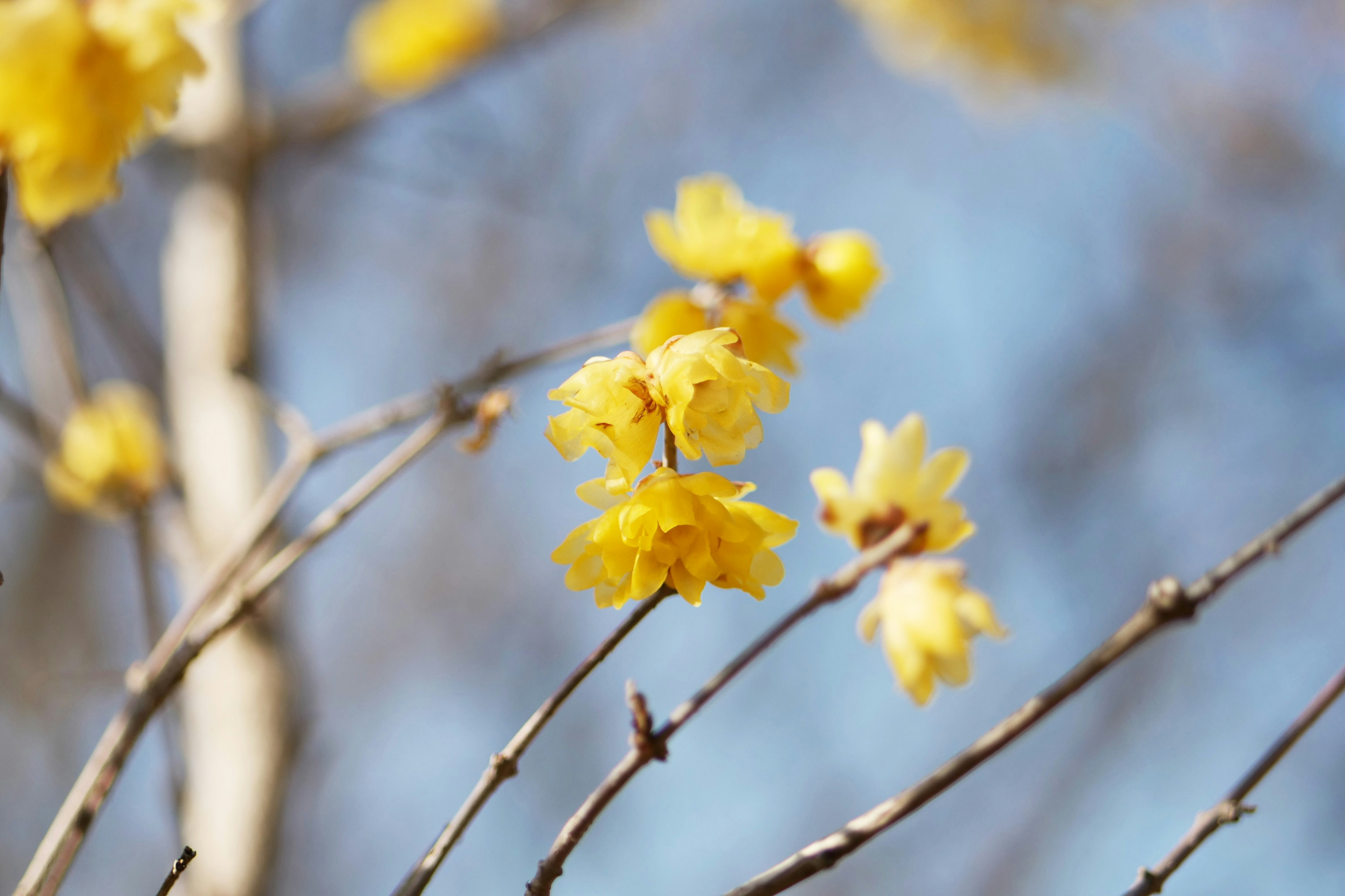 Close-up of yellow flowers blooming under a blue sky