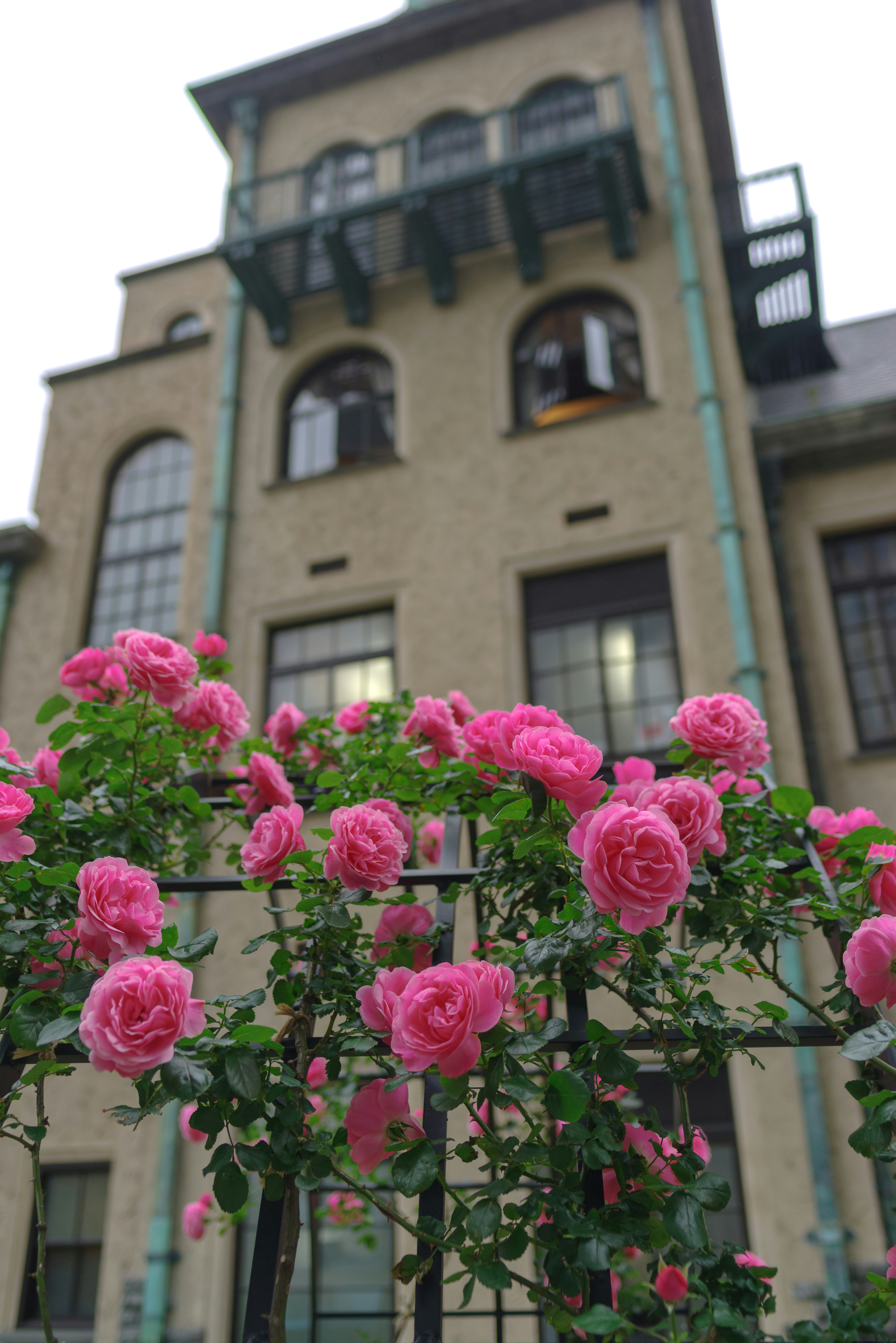 Pink roses blooming on a fence with an old building in the background