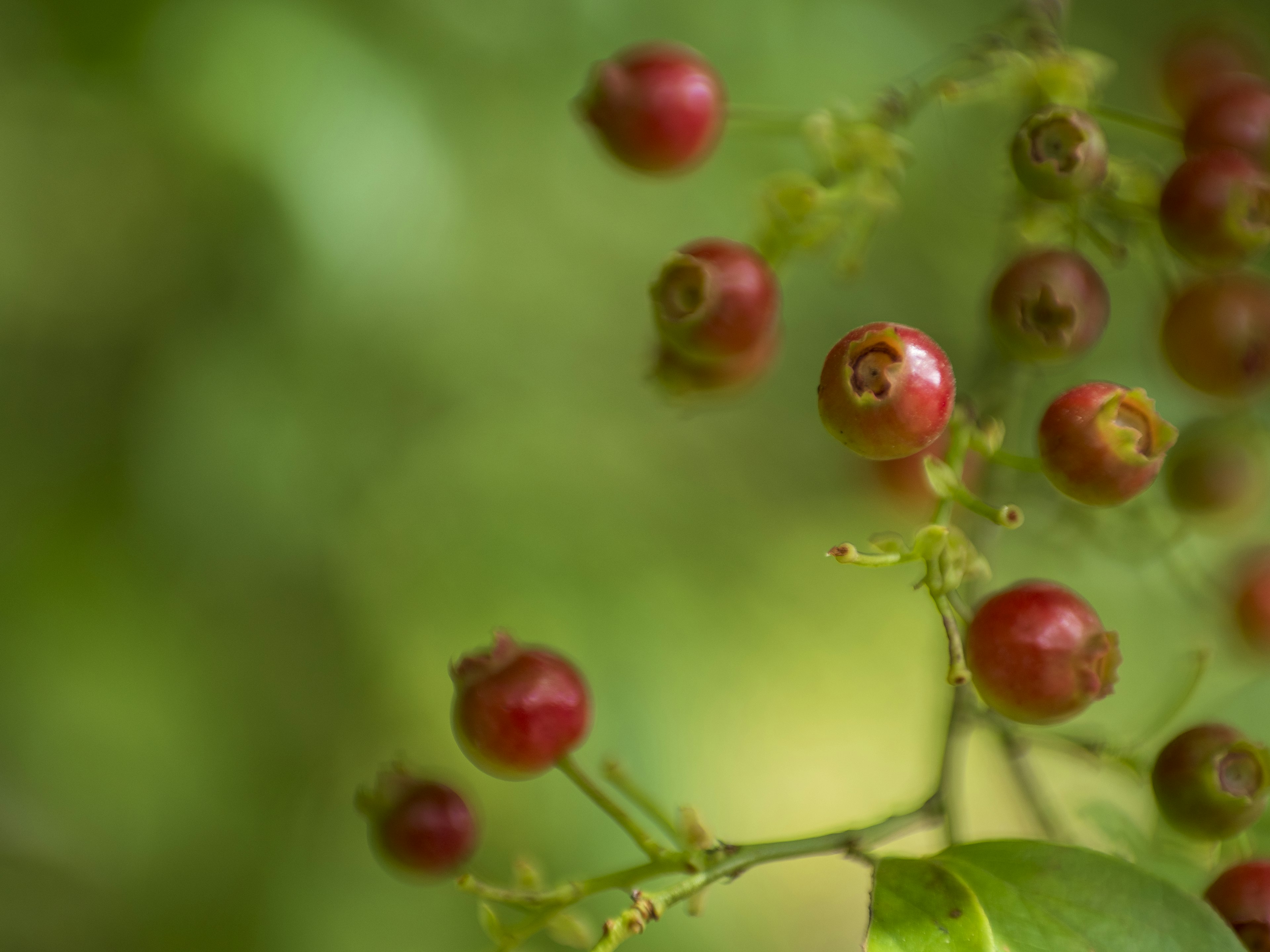 Close-up cabang dengan buah merah di latar belakang hijau