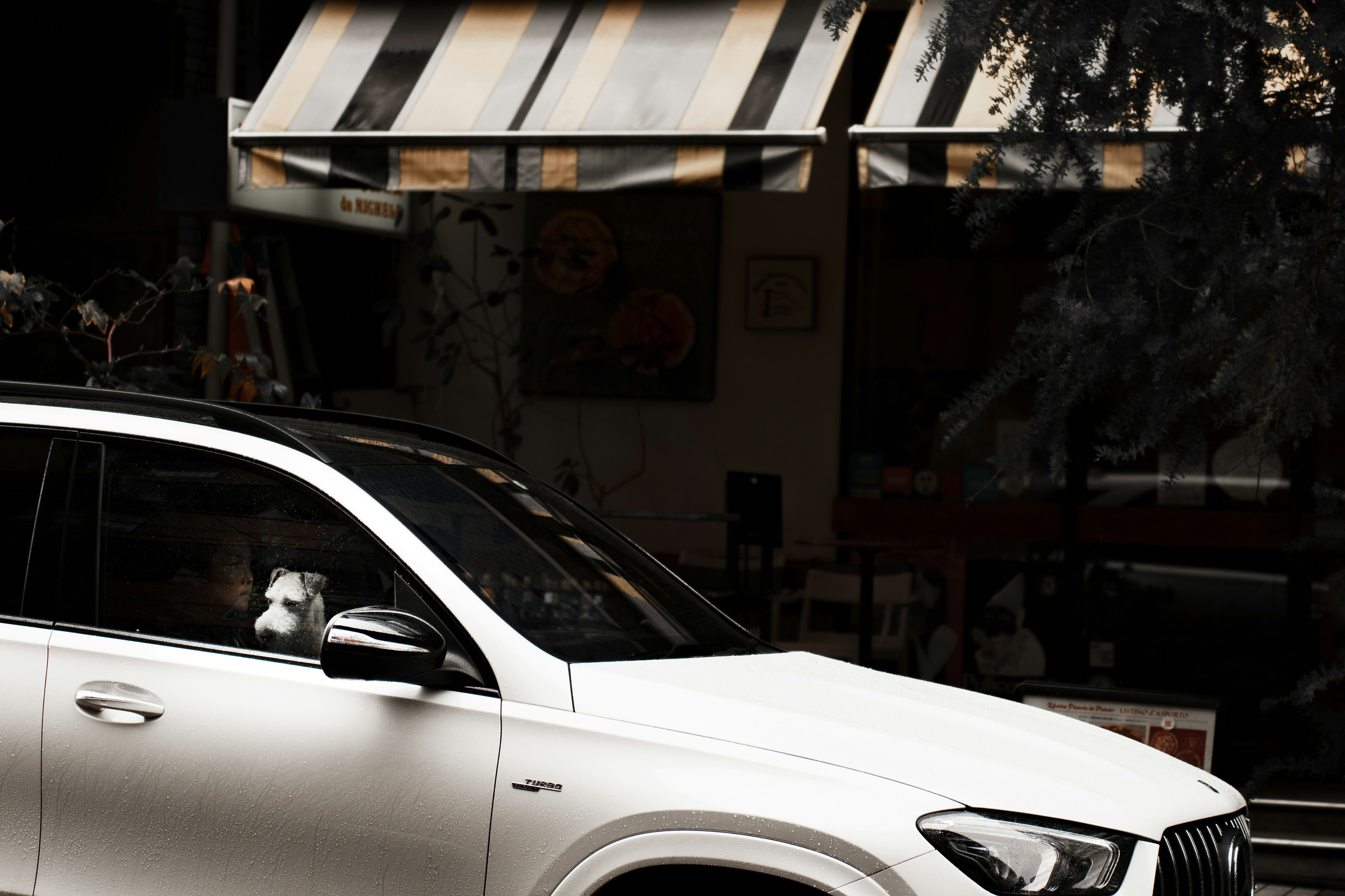 Dog sitting in a white SUV with a striped awning in the background