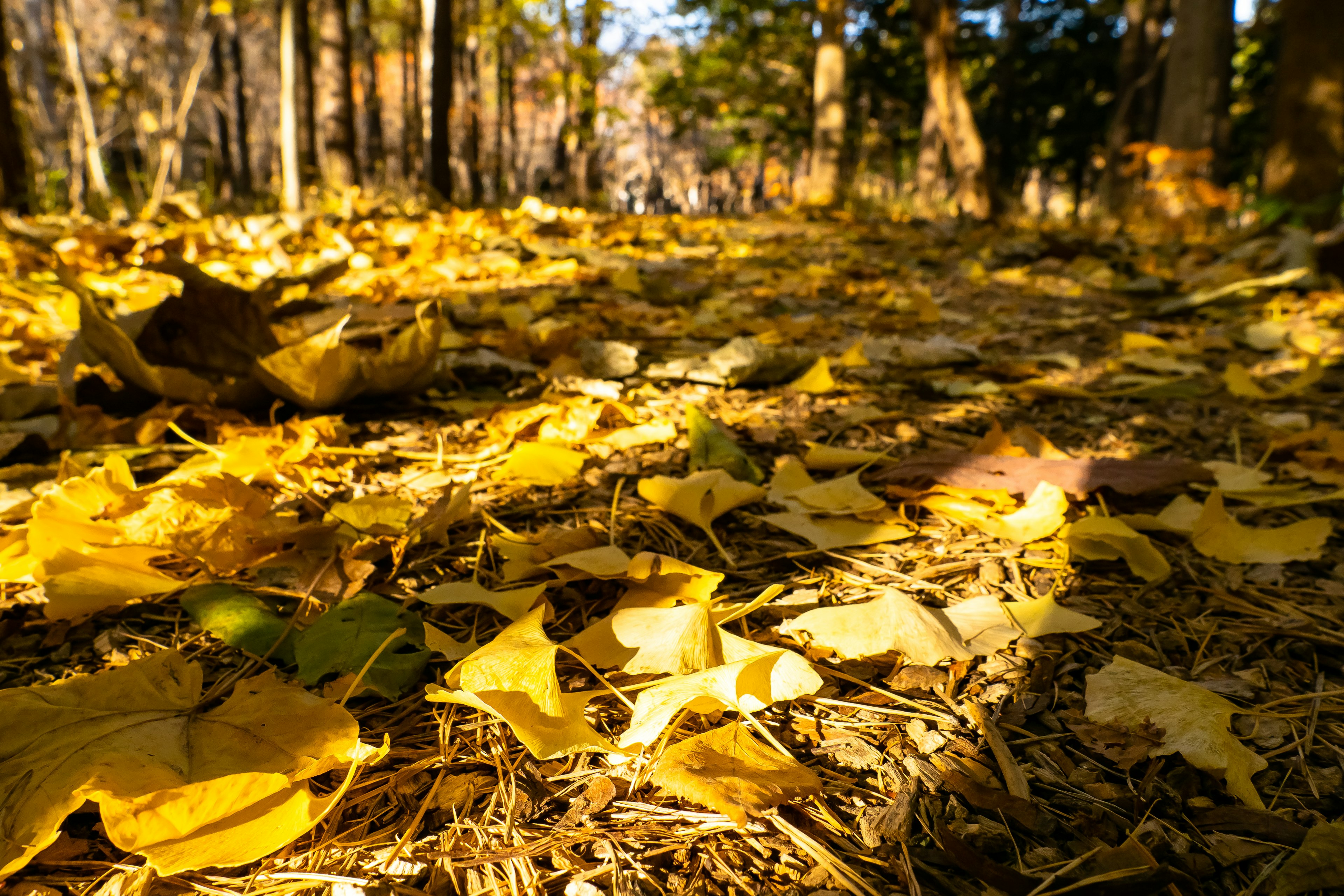 Foglie gialle e aghi di pino sparsi sul terreno della foresta in autunno