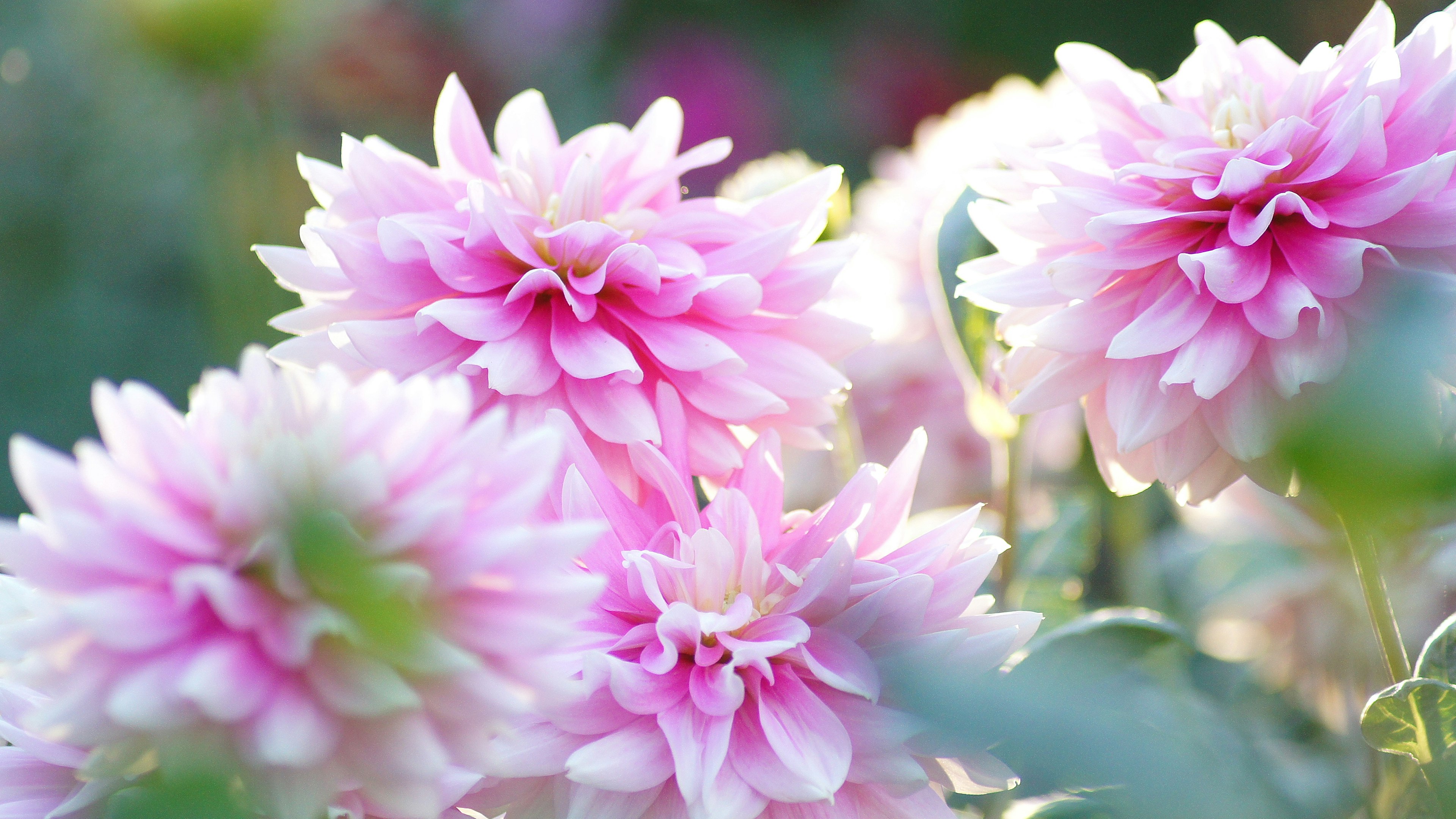 Delicati dahlie rosa che fioriscono in un giardino