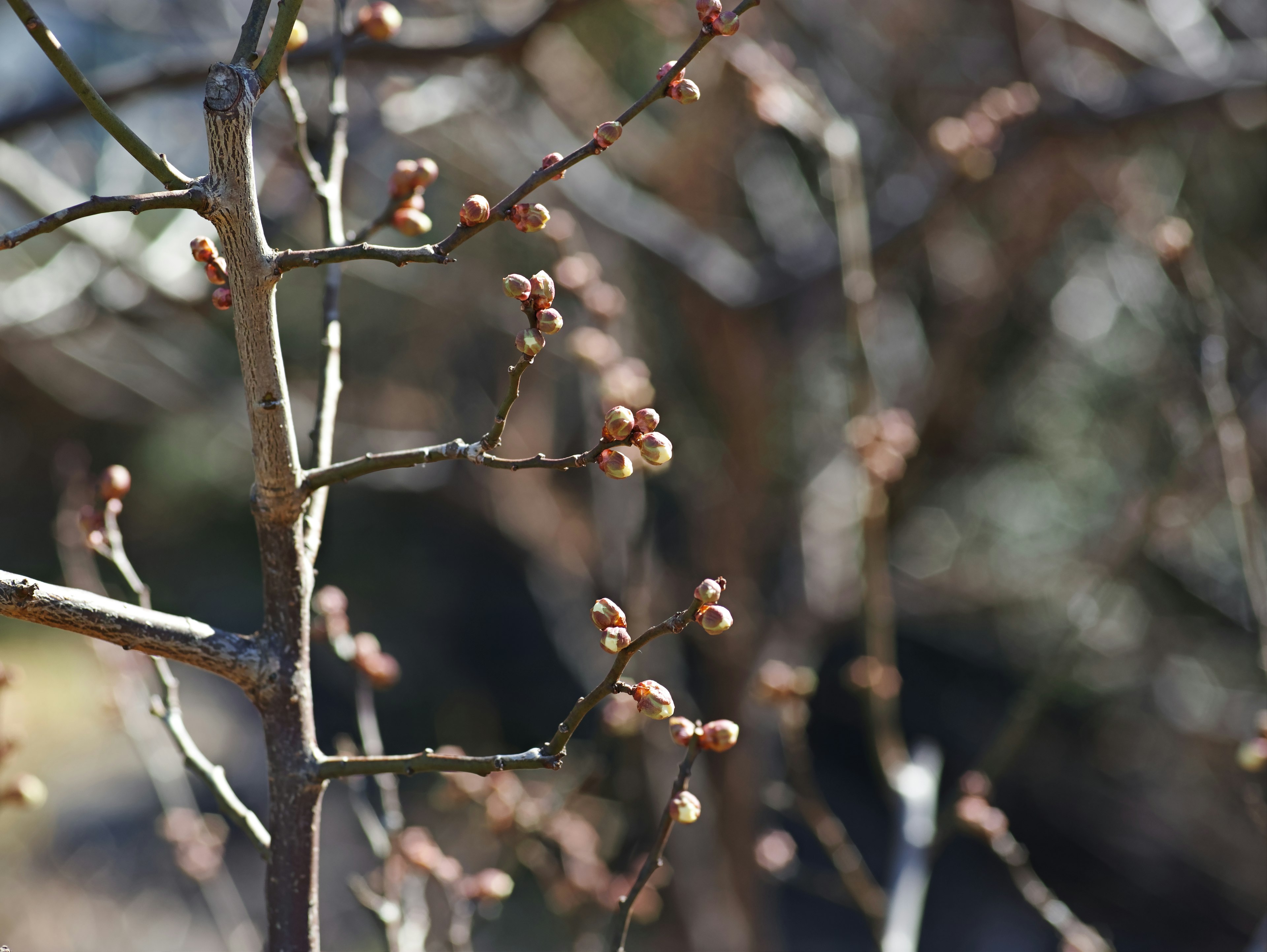 Scena primaverile con piccoli boccioli sui rami degli alberi