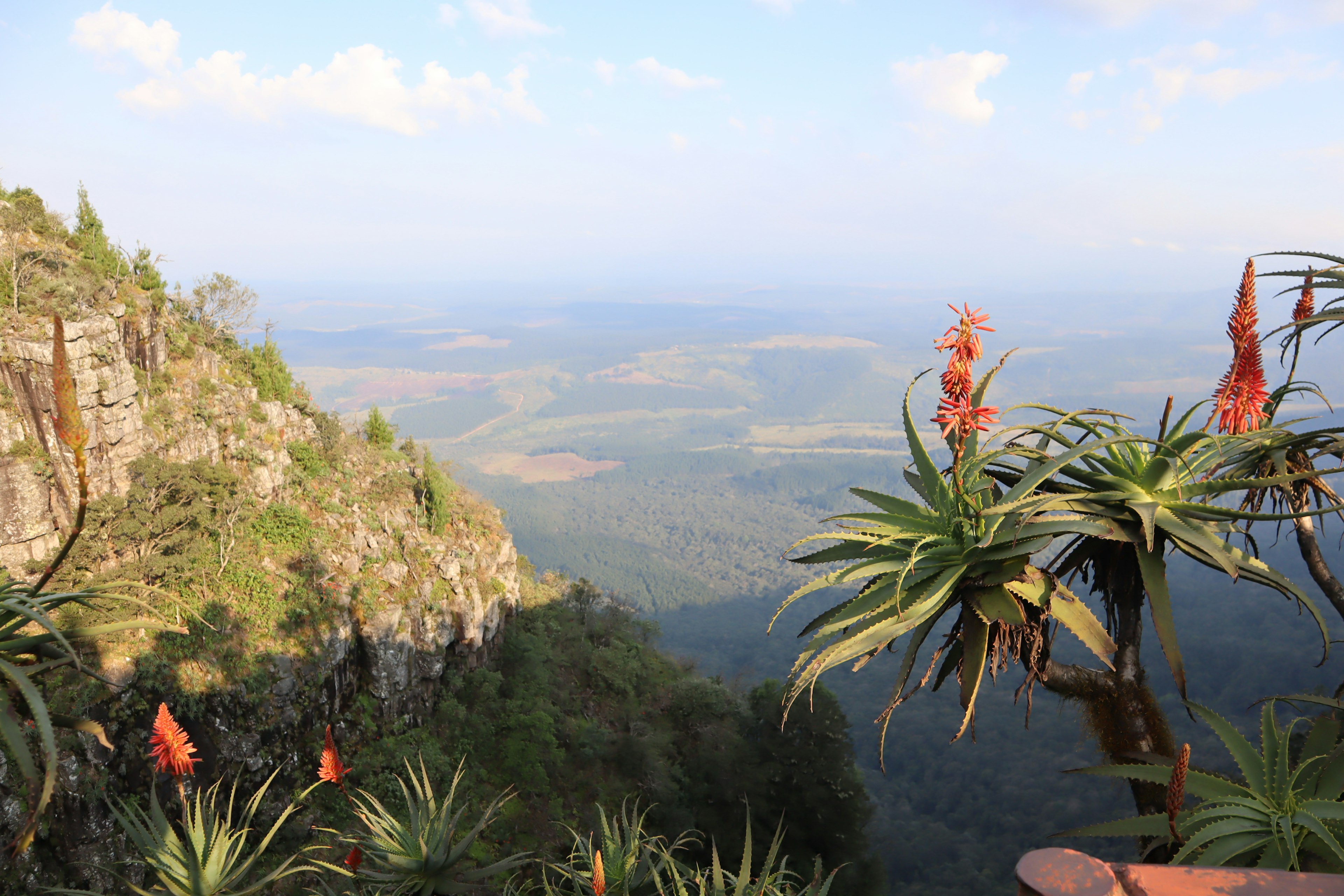 Pemandangan gunung yang indah dengan tanaman lidah buaya di latar depan