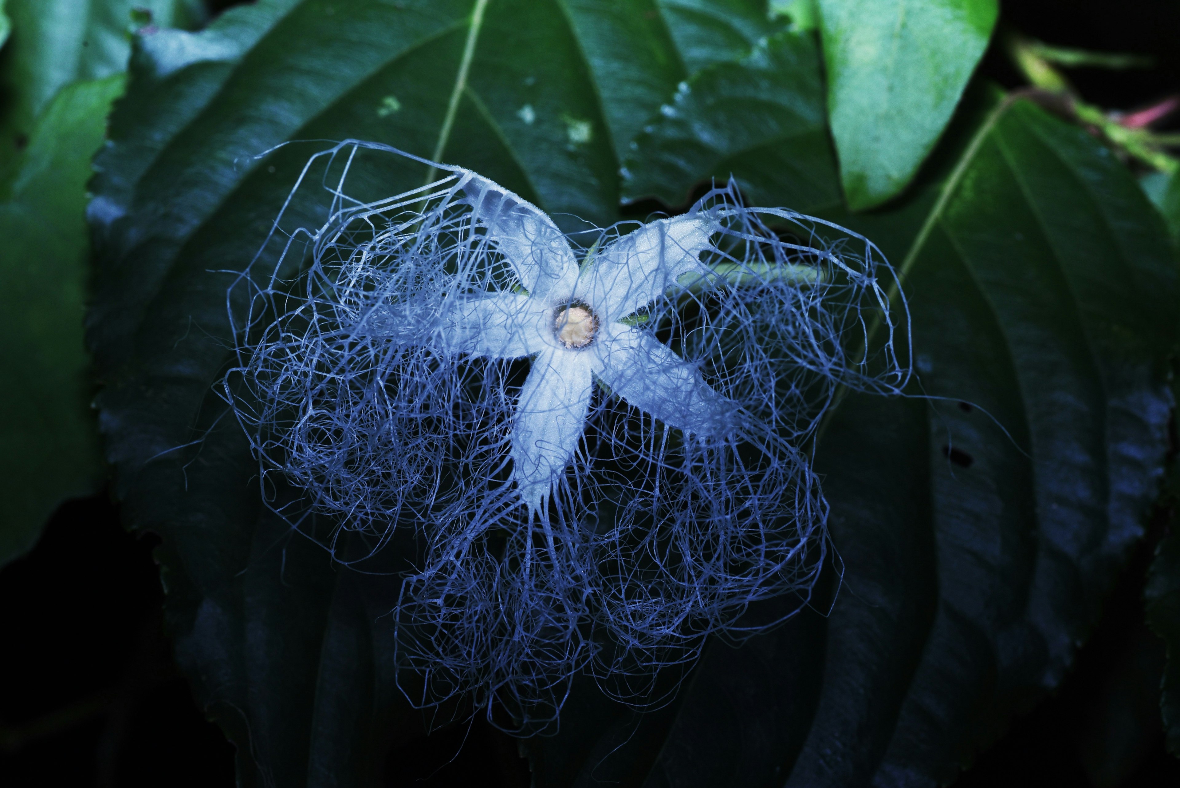 青い花と細い糸のような構造が特徴の植物