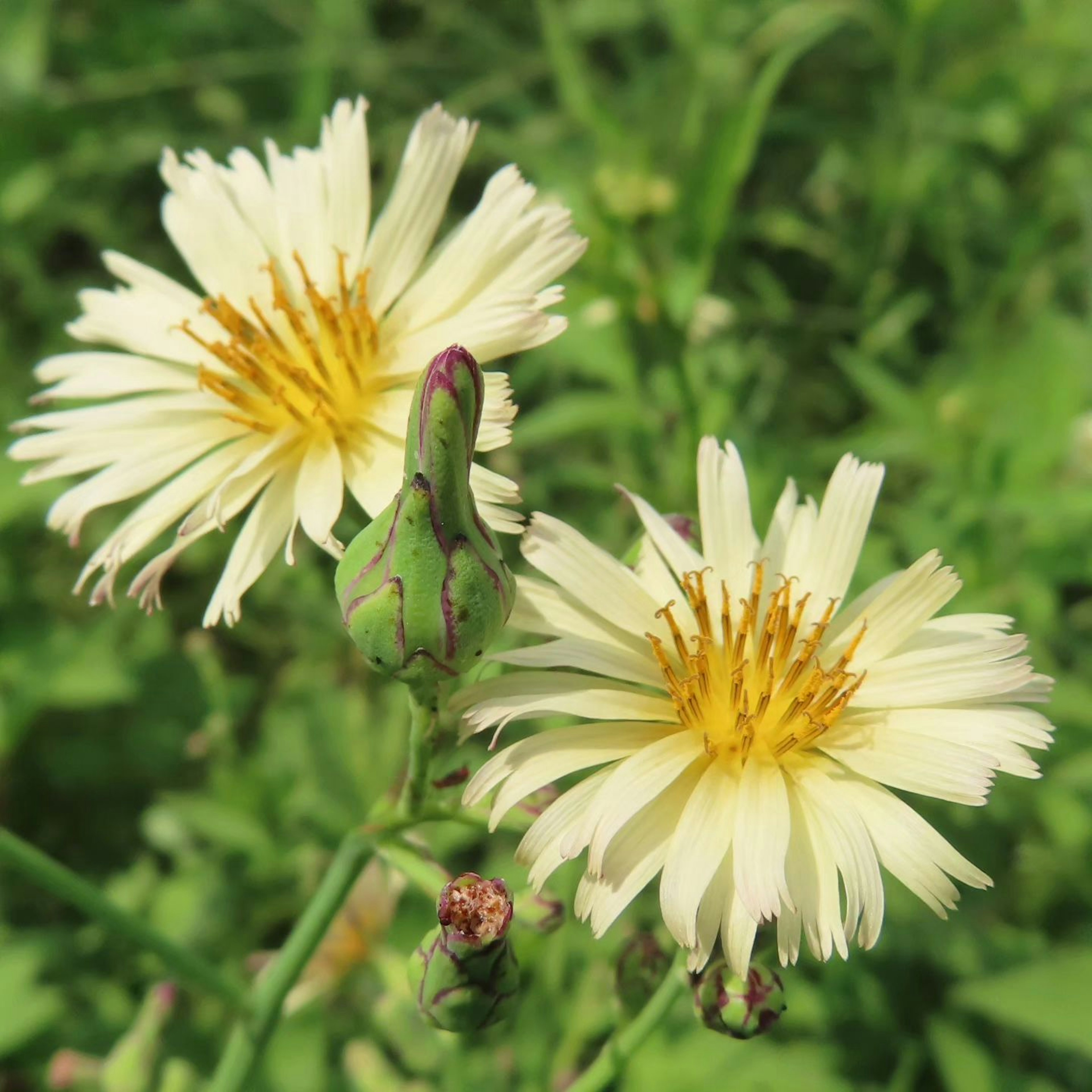 Pflanze mit gelben Blumen und grünen Blättern