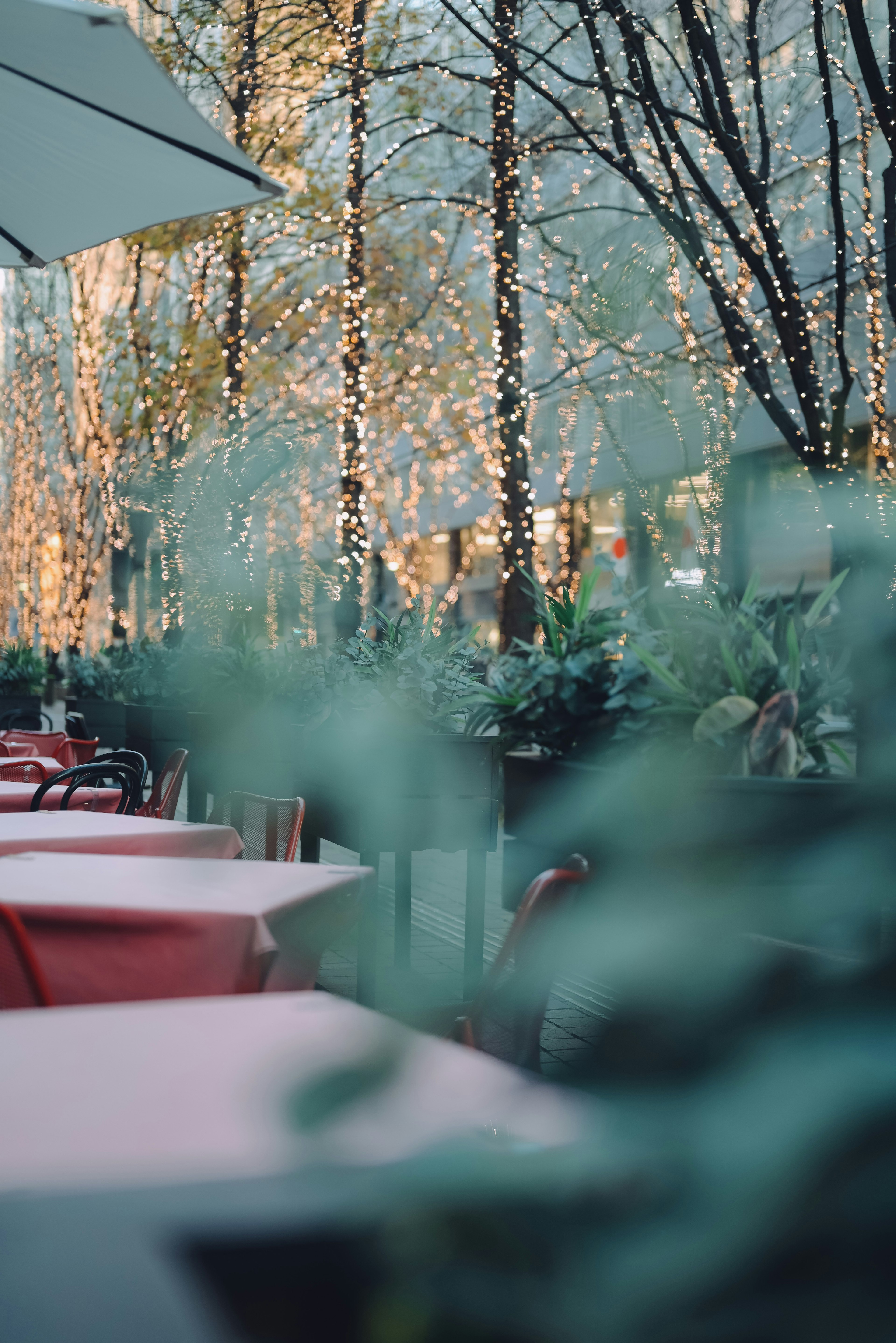 Área de comedor al aire libre con árboles iluminados y plantas verdes de fondo