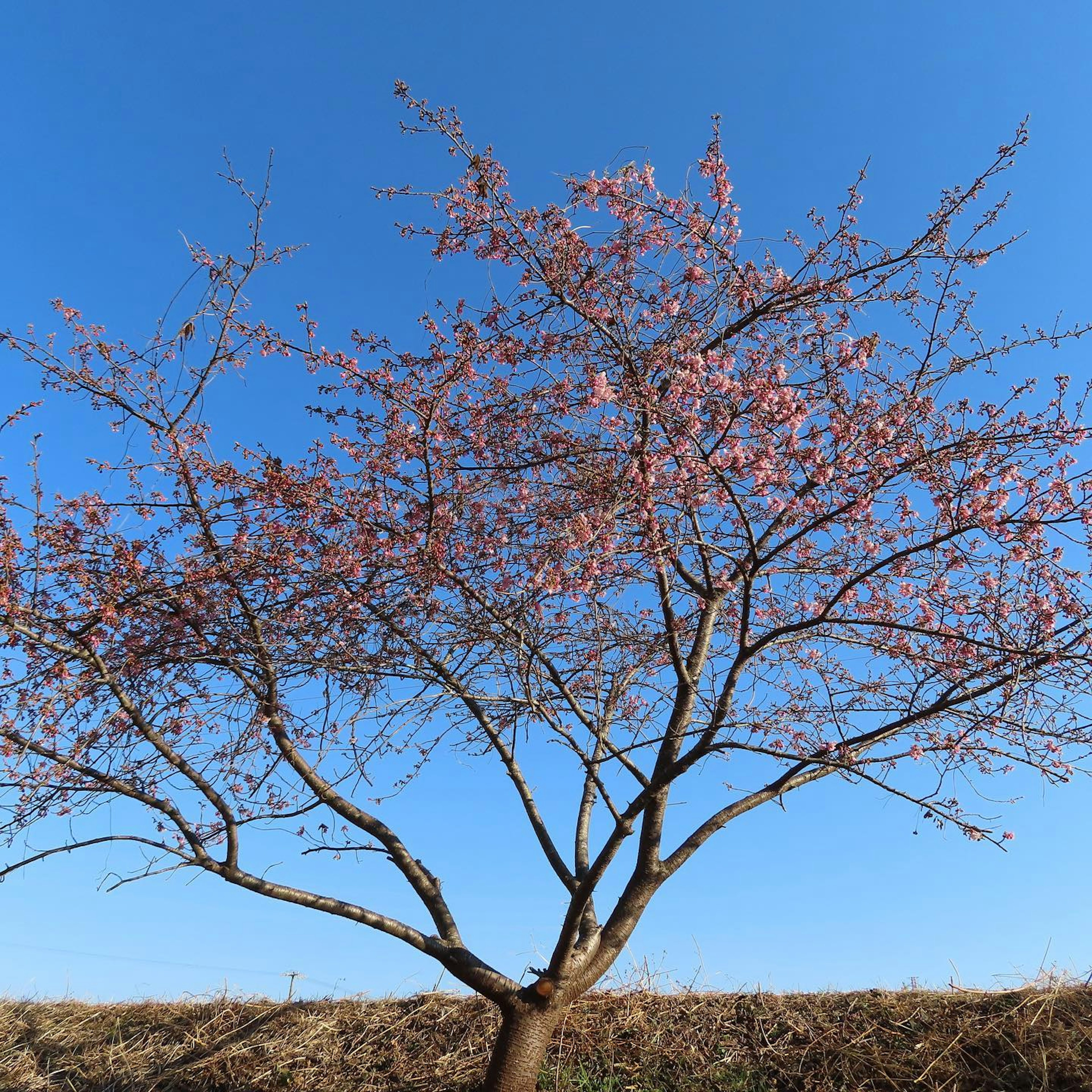 Pohon cherry dengan bunga merah muda muda di bawah langit biru