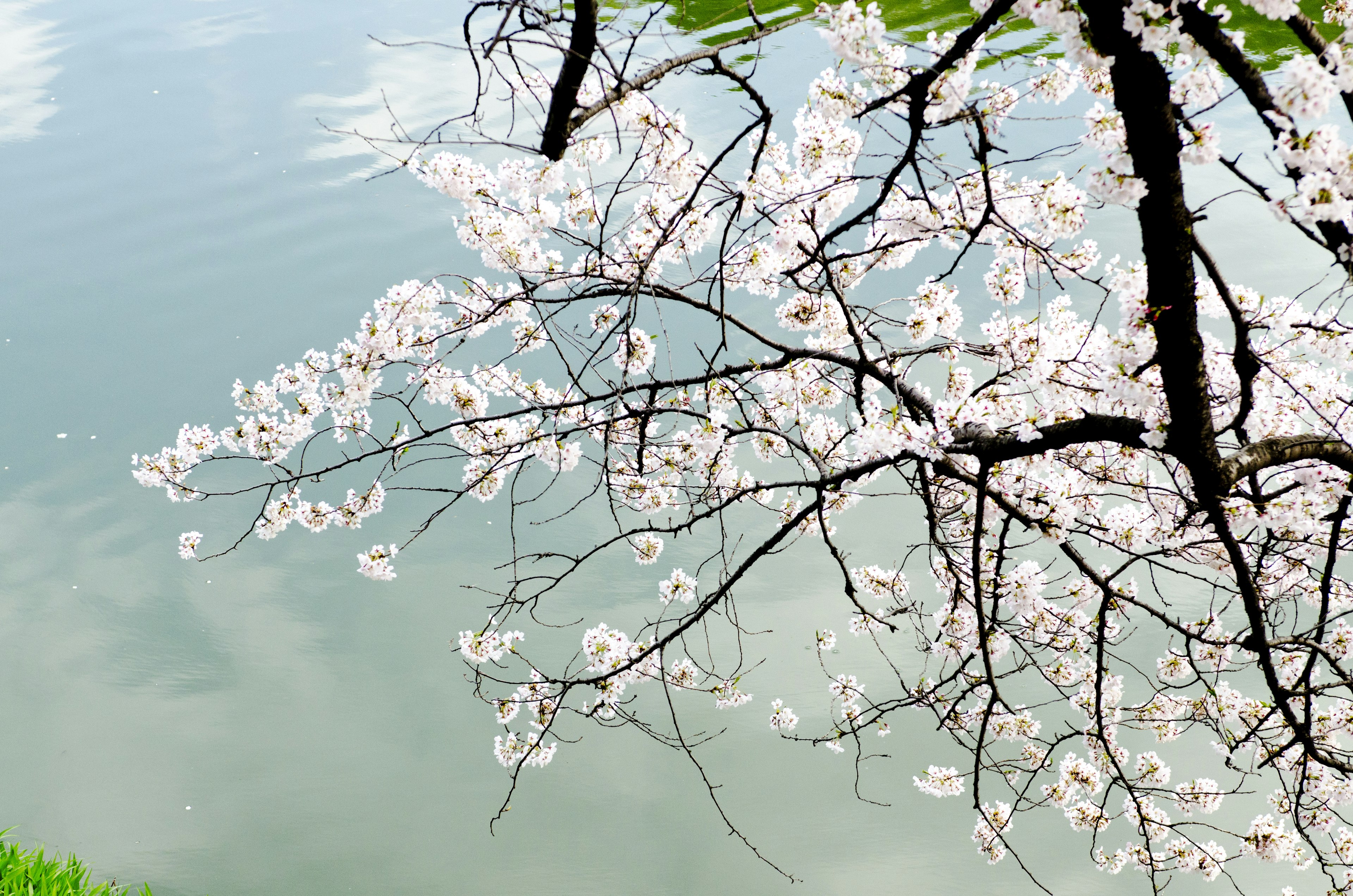 Pemandangan indah cabang bunga sakura yang terpantul di permukaan air