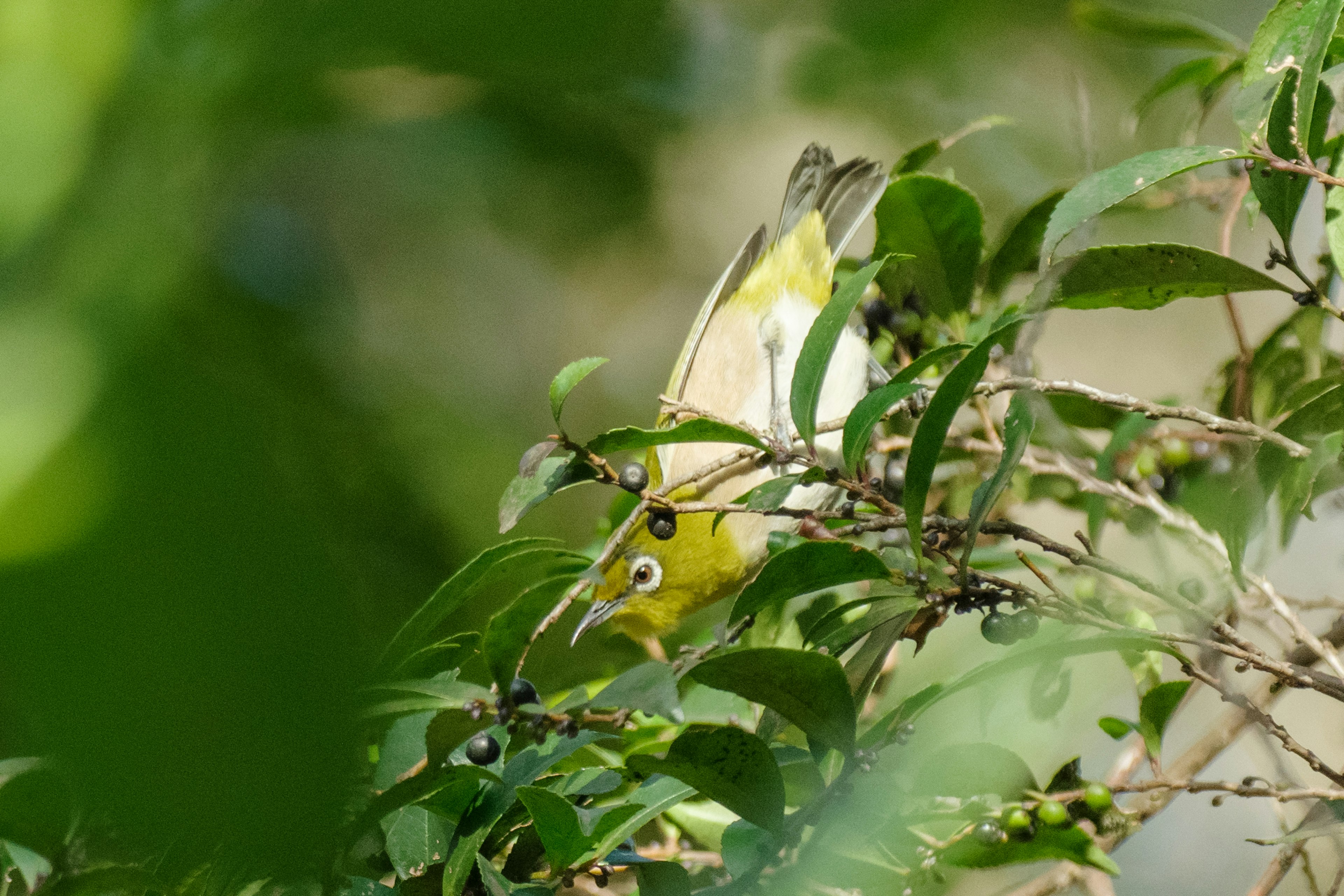 A small yellow bird peeking through green leaves while foraging