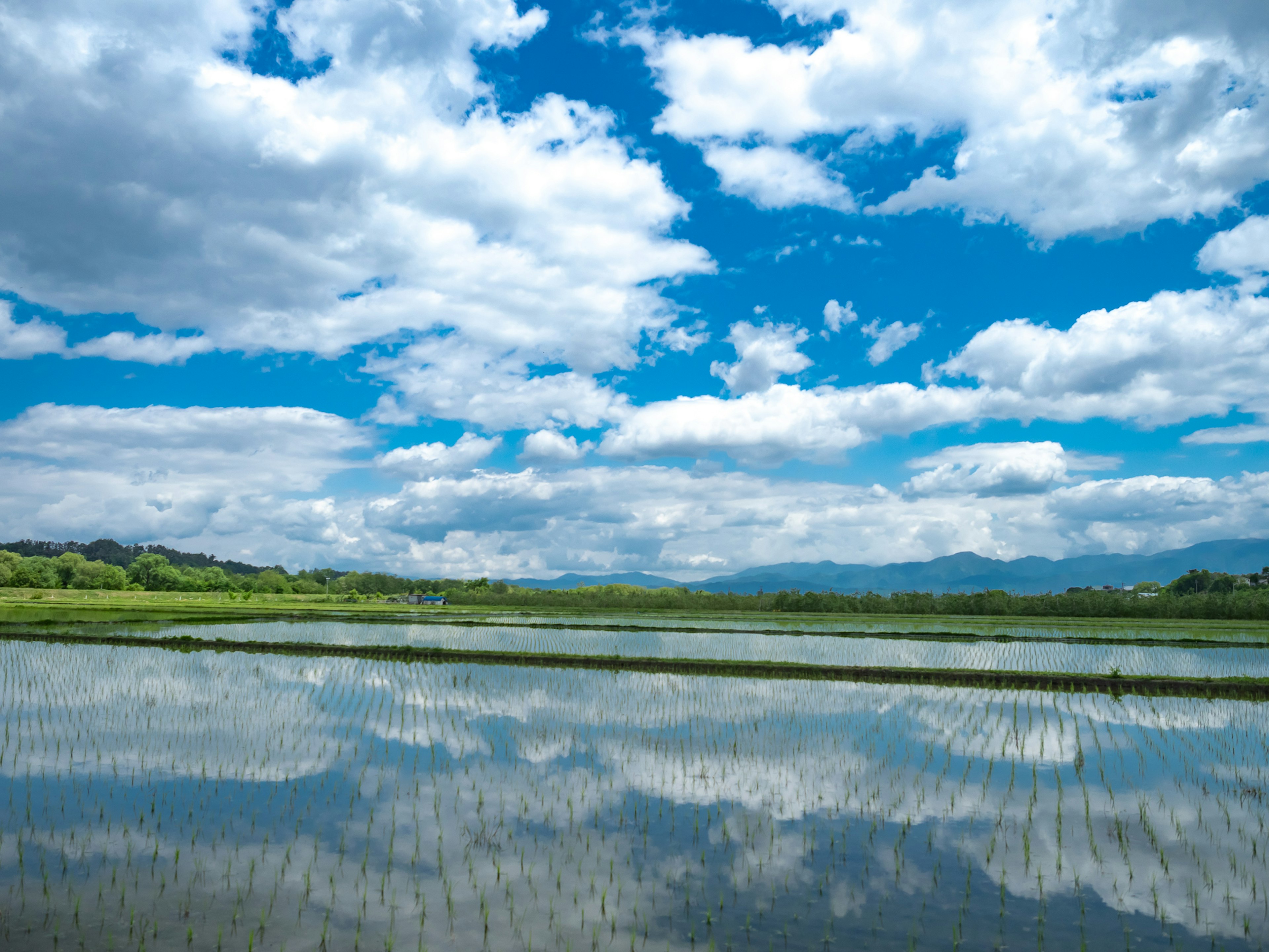 ทิวทัศน์ที่สวยงามท้องฟ้าสีฟ้าและเมฆขาวการสะท้อนของเมฆบนผิวน้ำนาข้าวสีเขียว