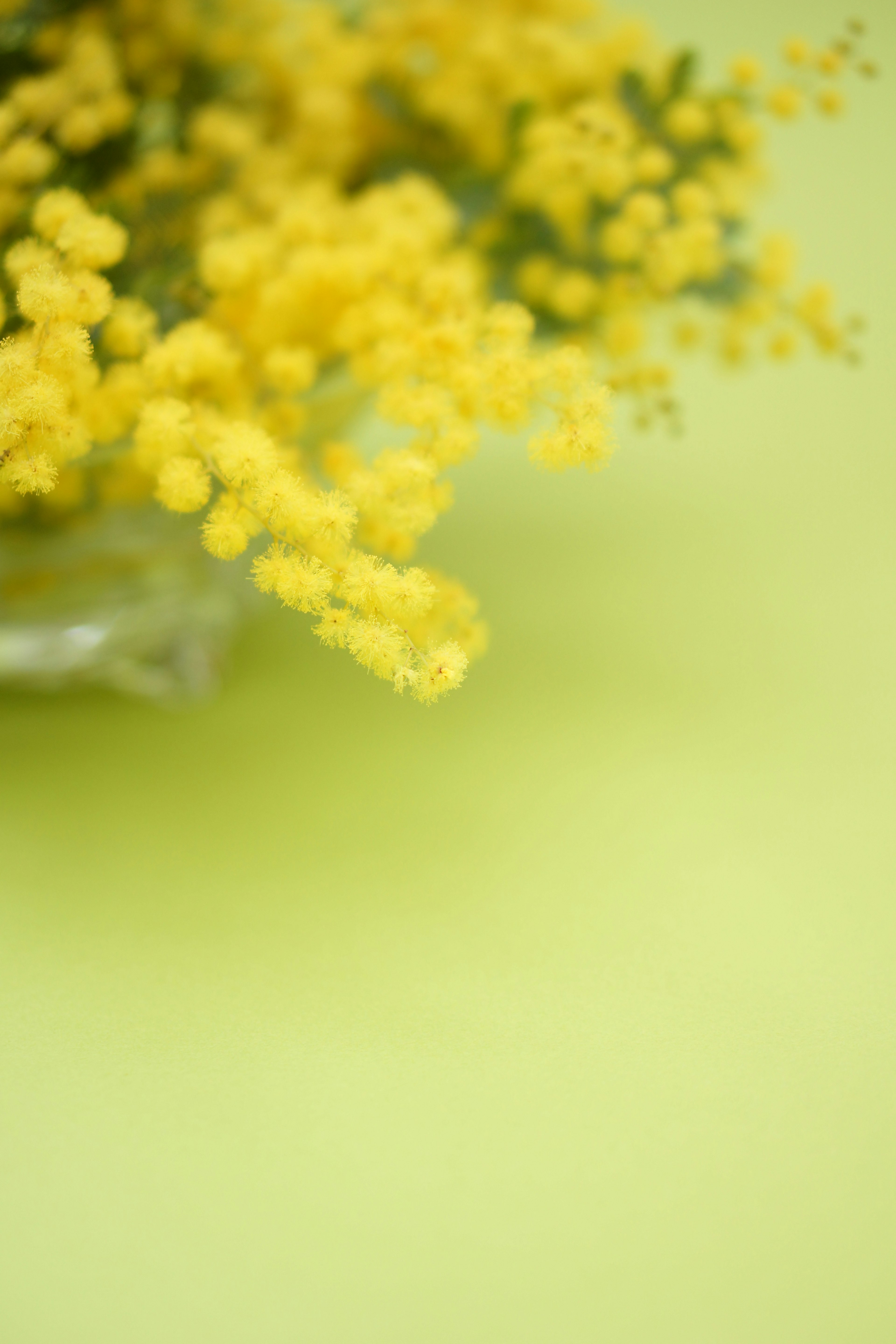 Gelbe Mimosenblüten vor grünem Hintergrund