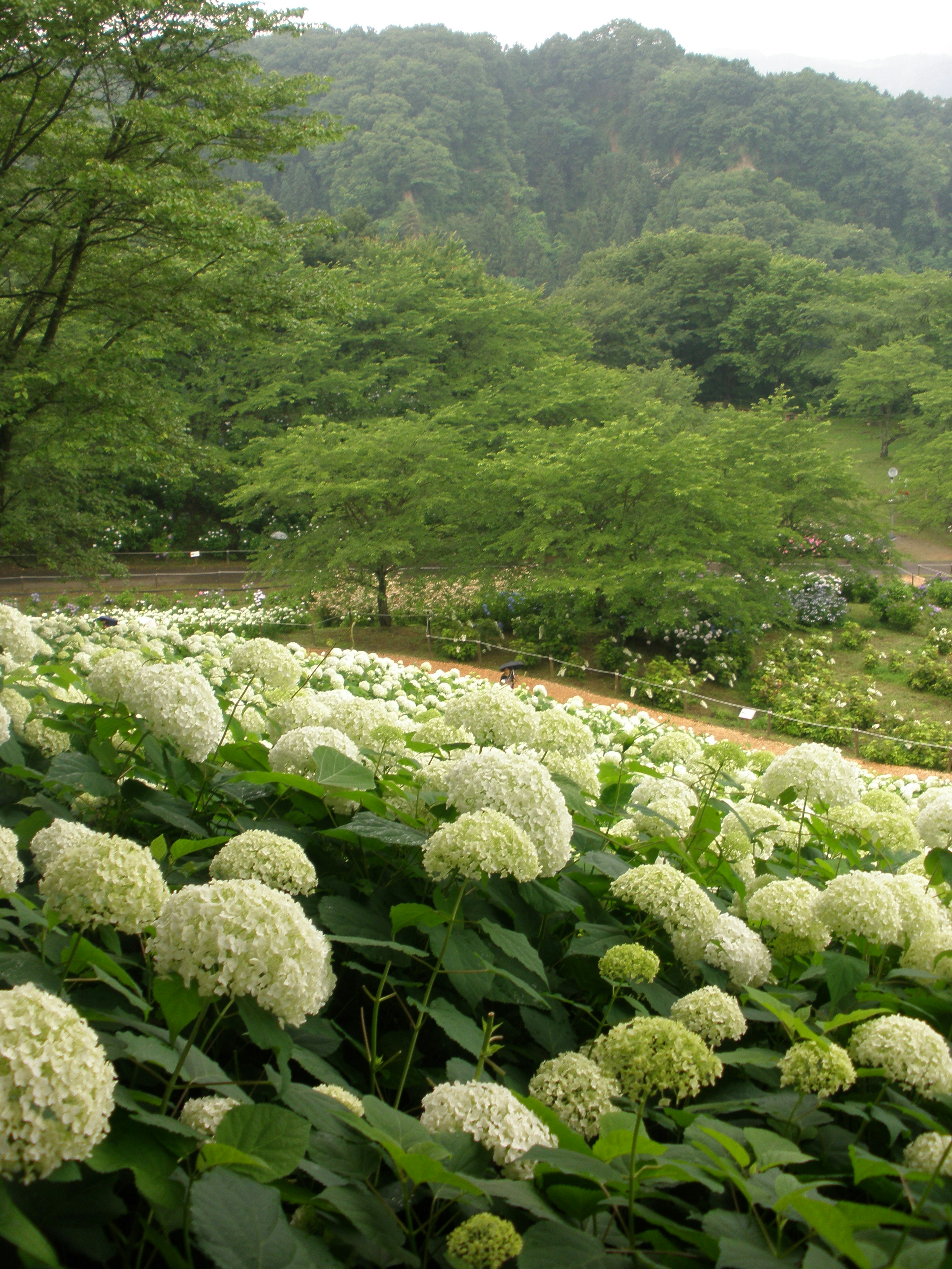 Un paysage avec des hortensias blancs en fleurs et des montagnes vertes en arrière-plan