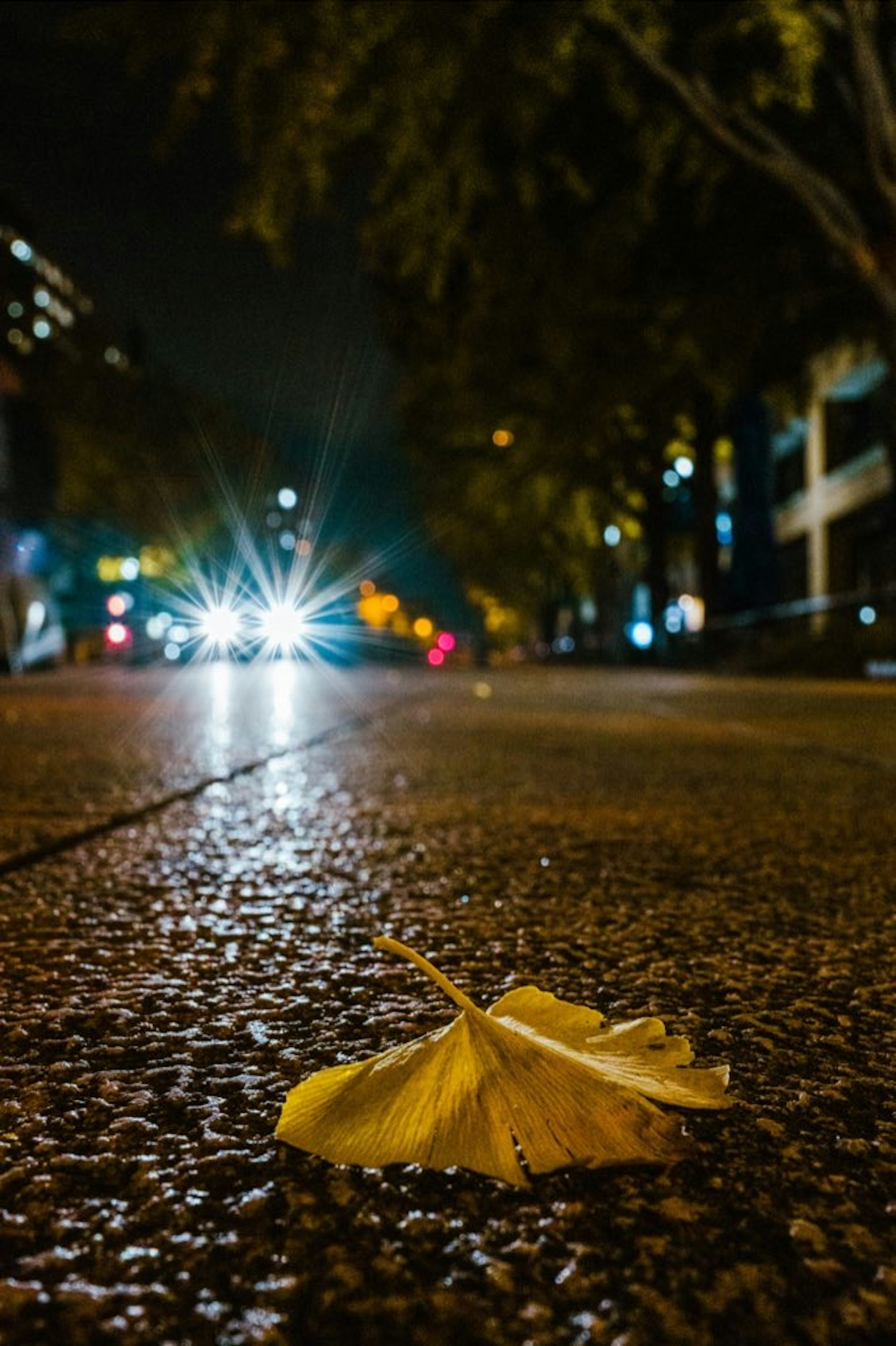 夜晚城市街道上的黃色銀杏葉