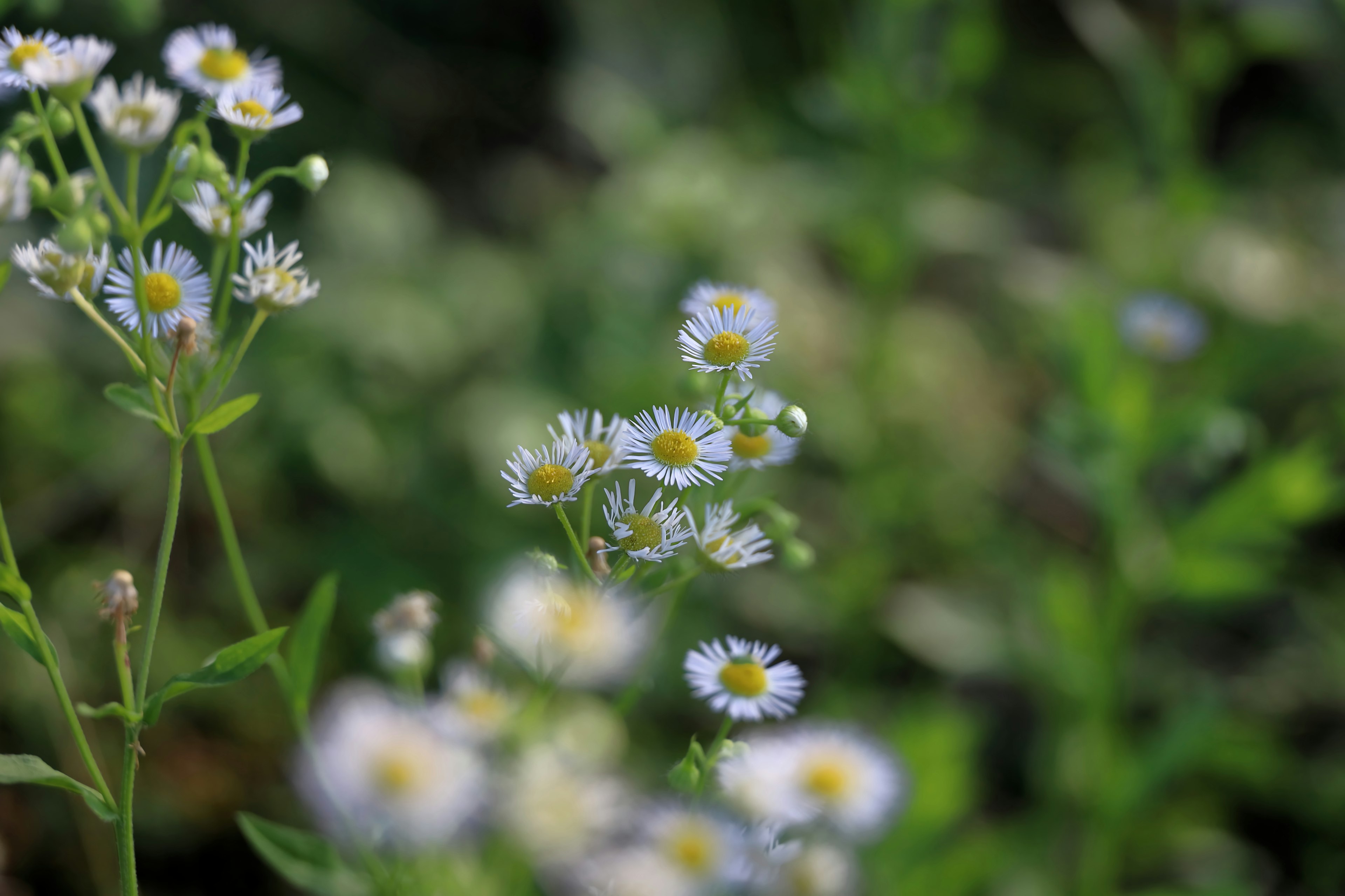 Feine blaue Blumen mit grünem Laub in einer natürlichen Umgebung