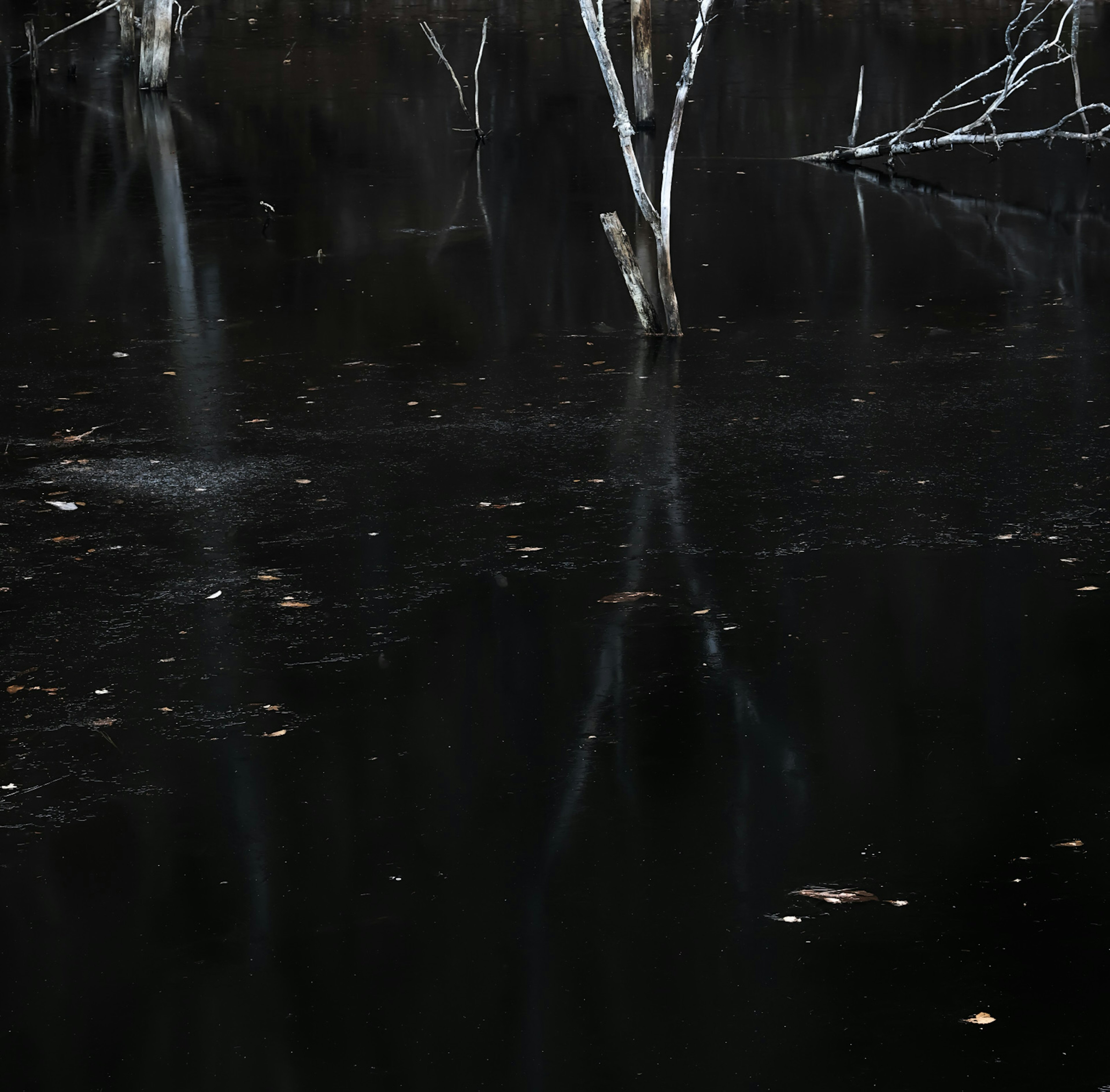 黒い水面に映る木の影が静かに広がる風景