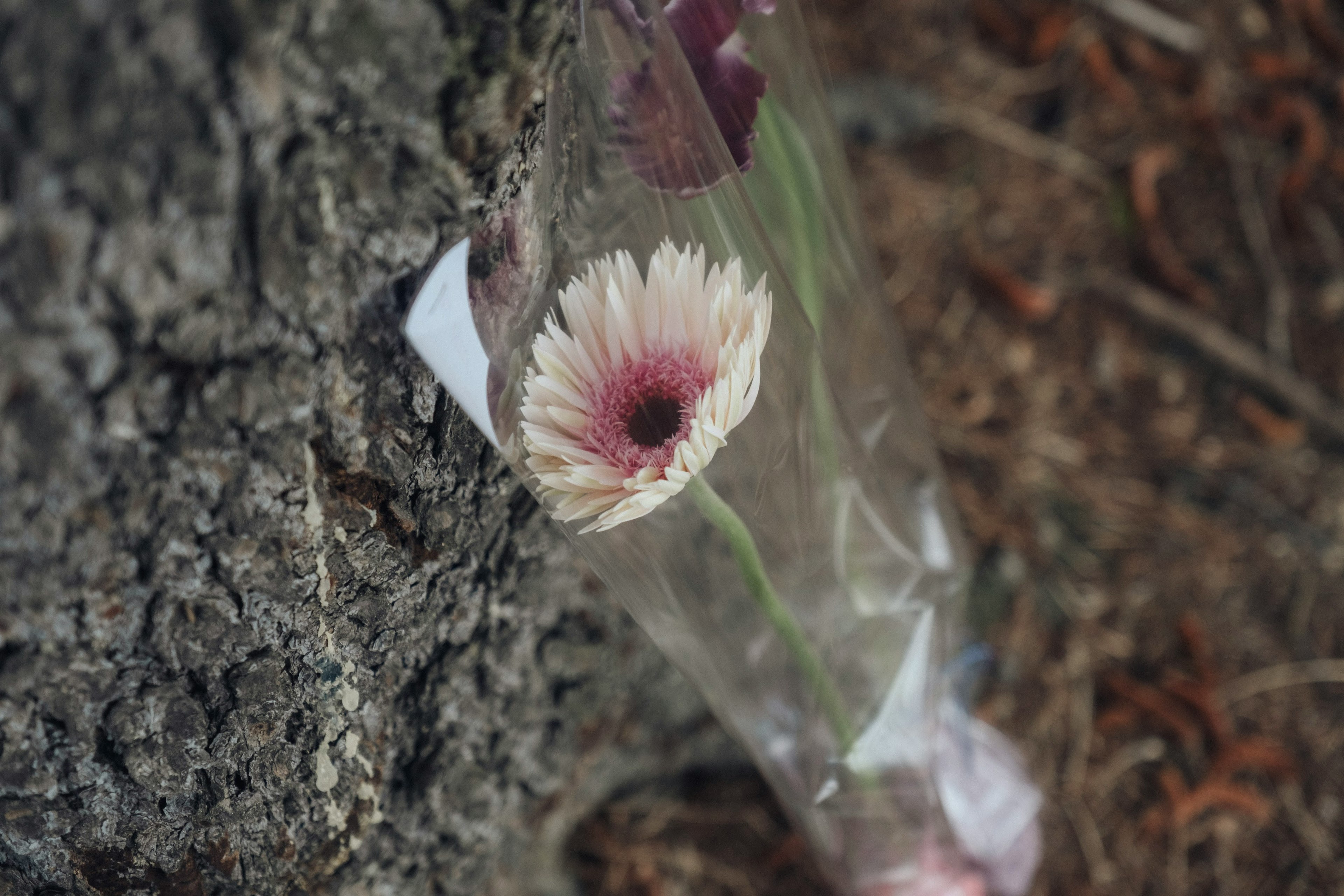 Una flor en un envoltorio de plástico apoyada contra un tronco de árbol