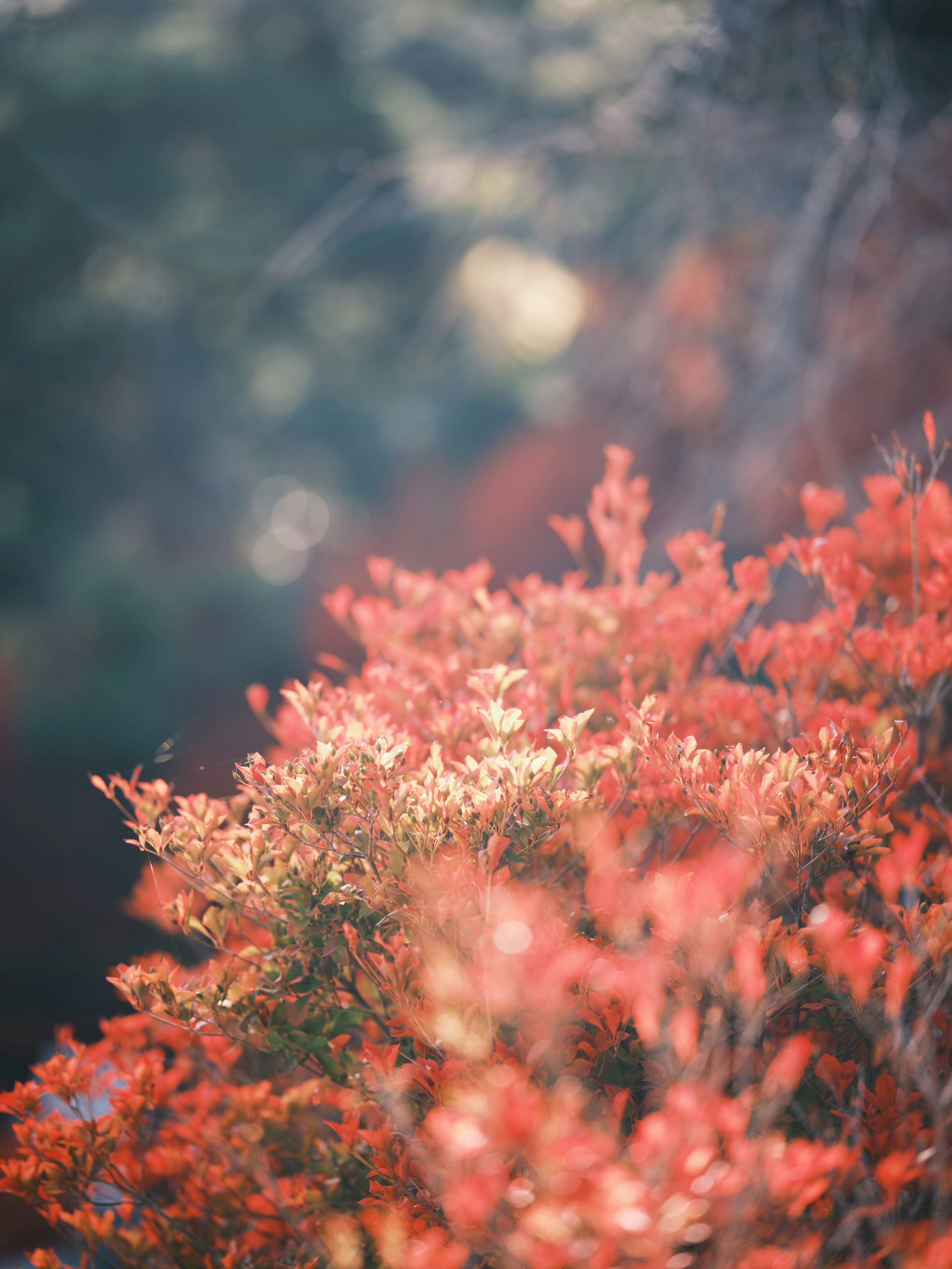 秋の紅葉の近接写真色鮮やかな赤い葉が特徴