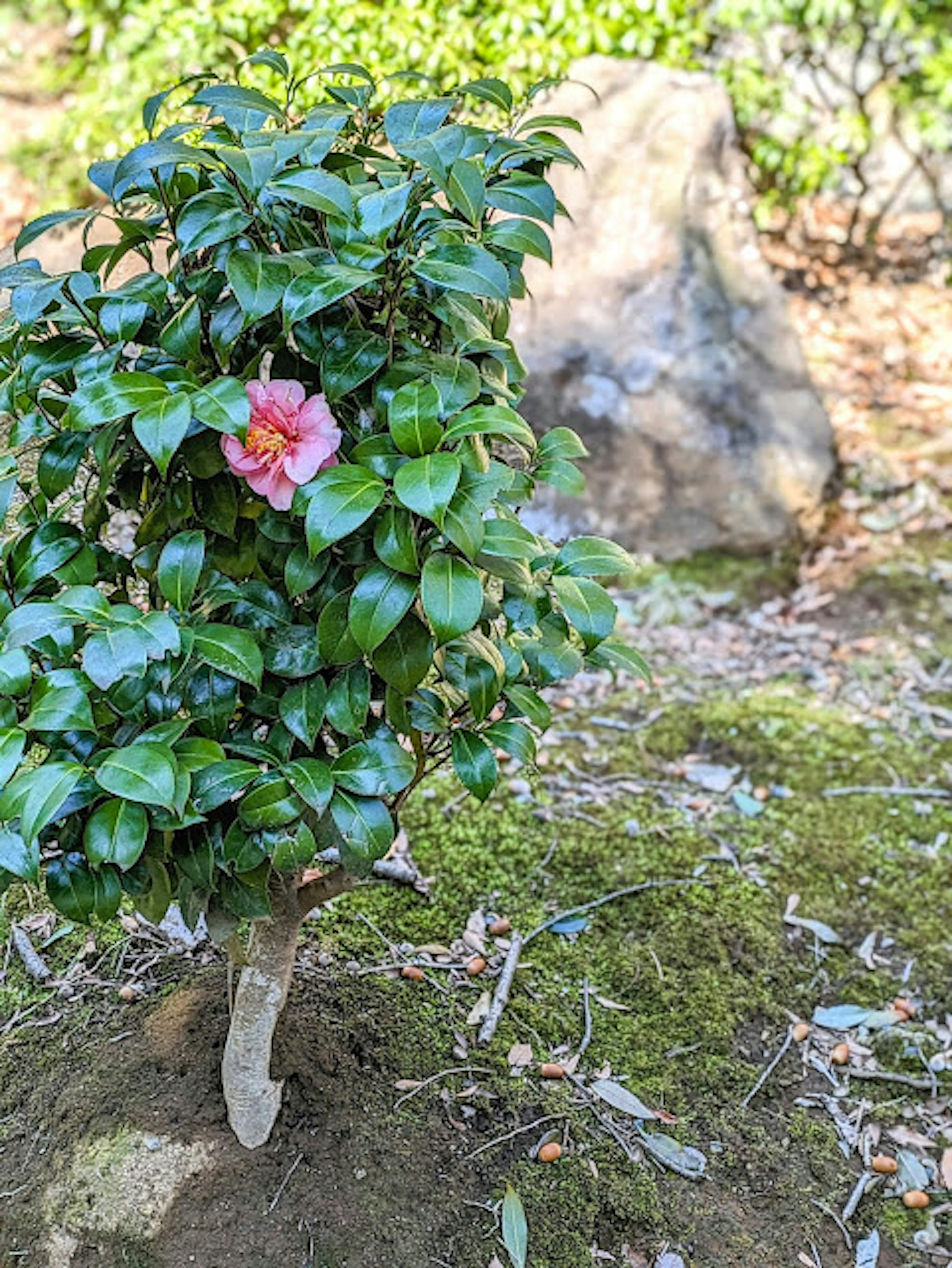 Kleiner Baum umgeben von grünen Blättern mit einer rosa Blume