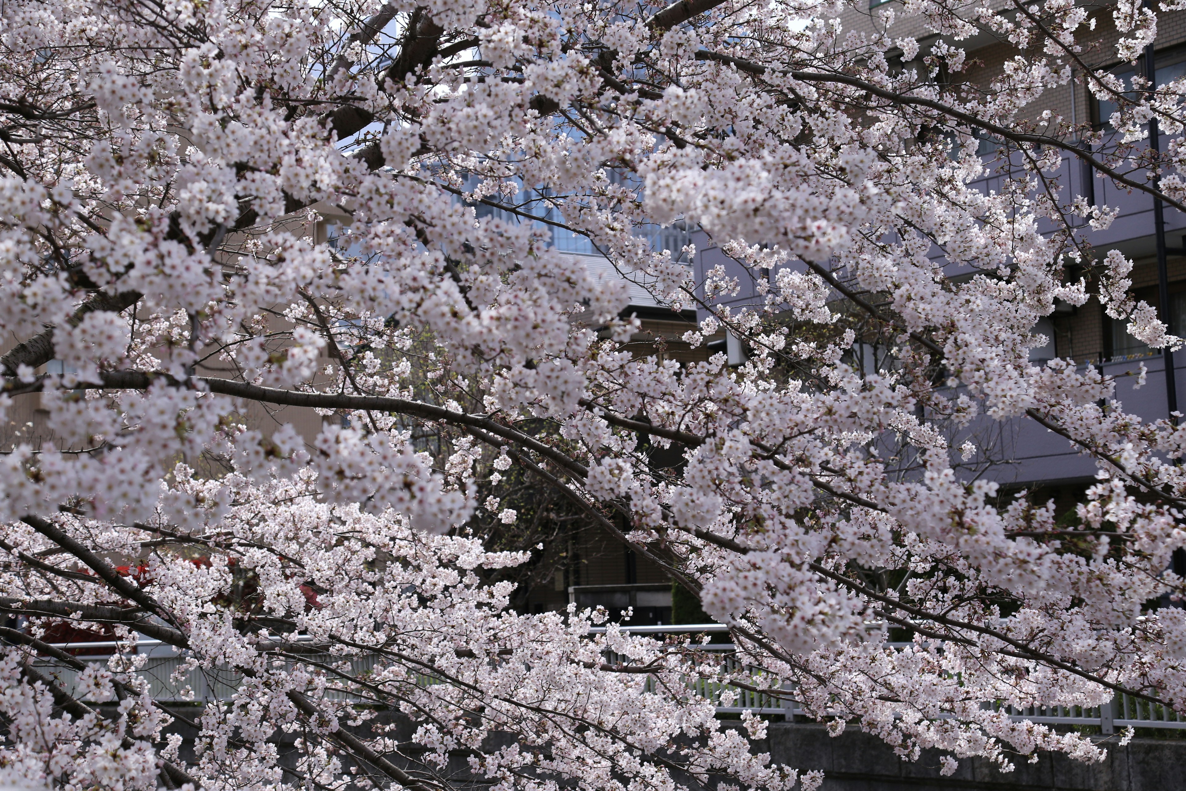 Close-up of cherry blossom branches in bloom