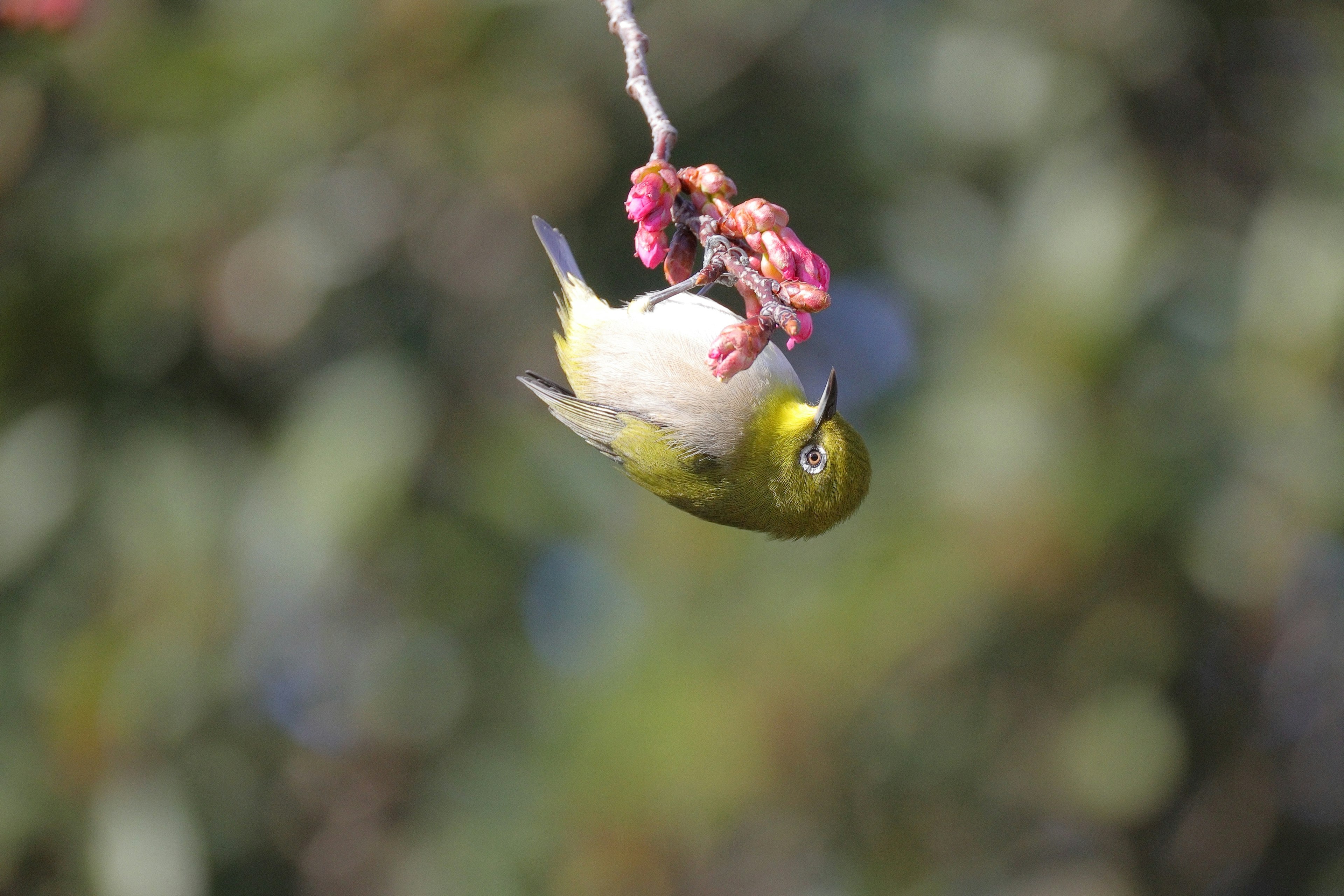 Un pequeño pájaro colgado boca abajo con plumas verdes vibrantes comiendo fruta roja