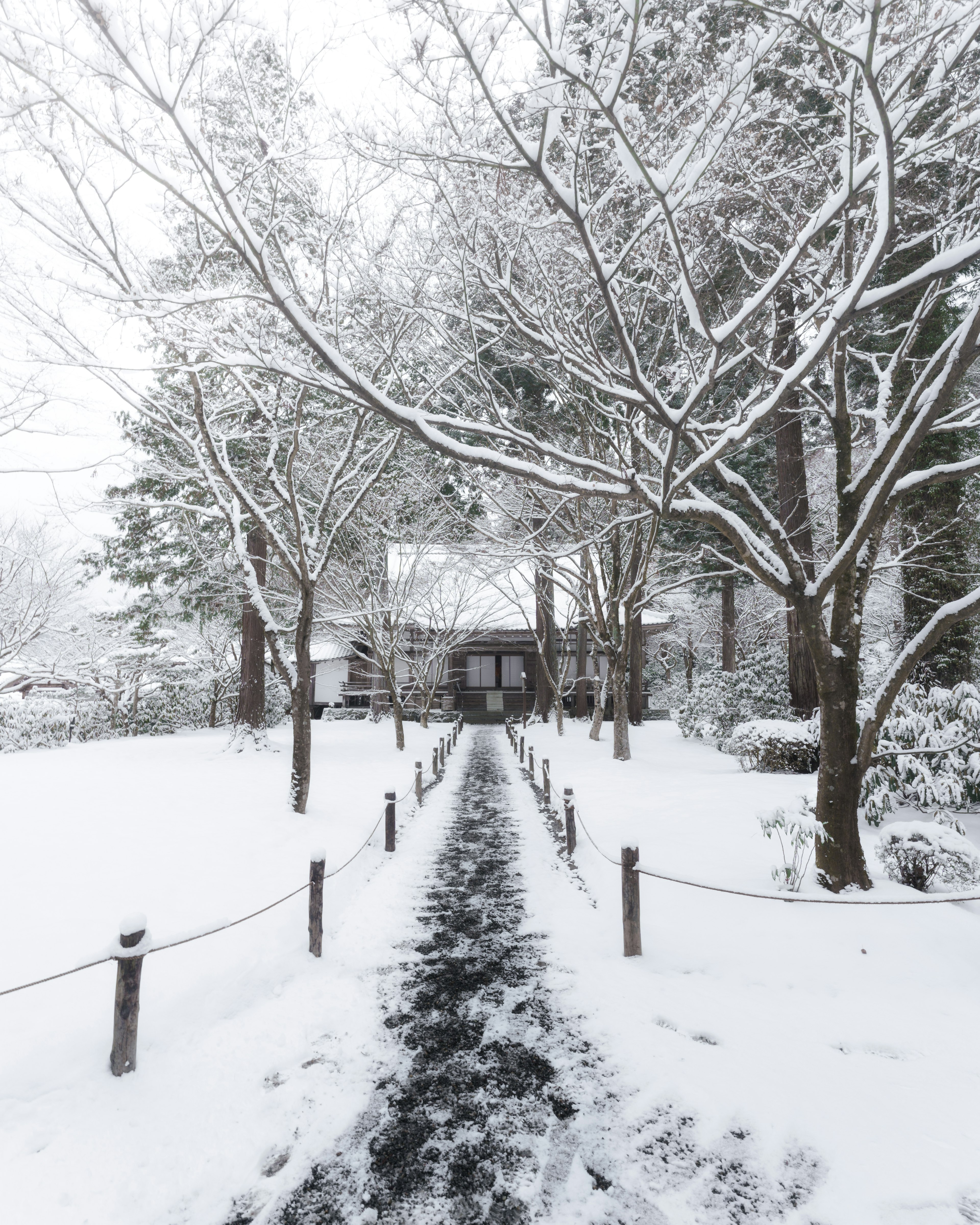 Schneebedeckter Weg zu einem Haus, umgeben von Bäumen