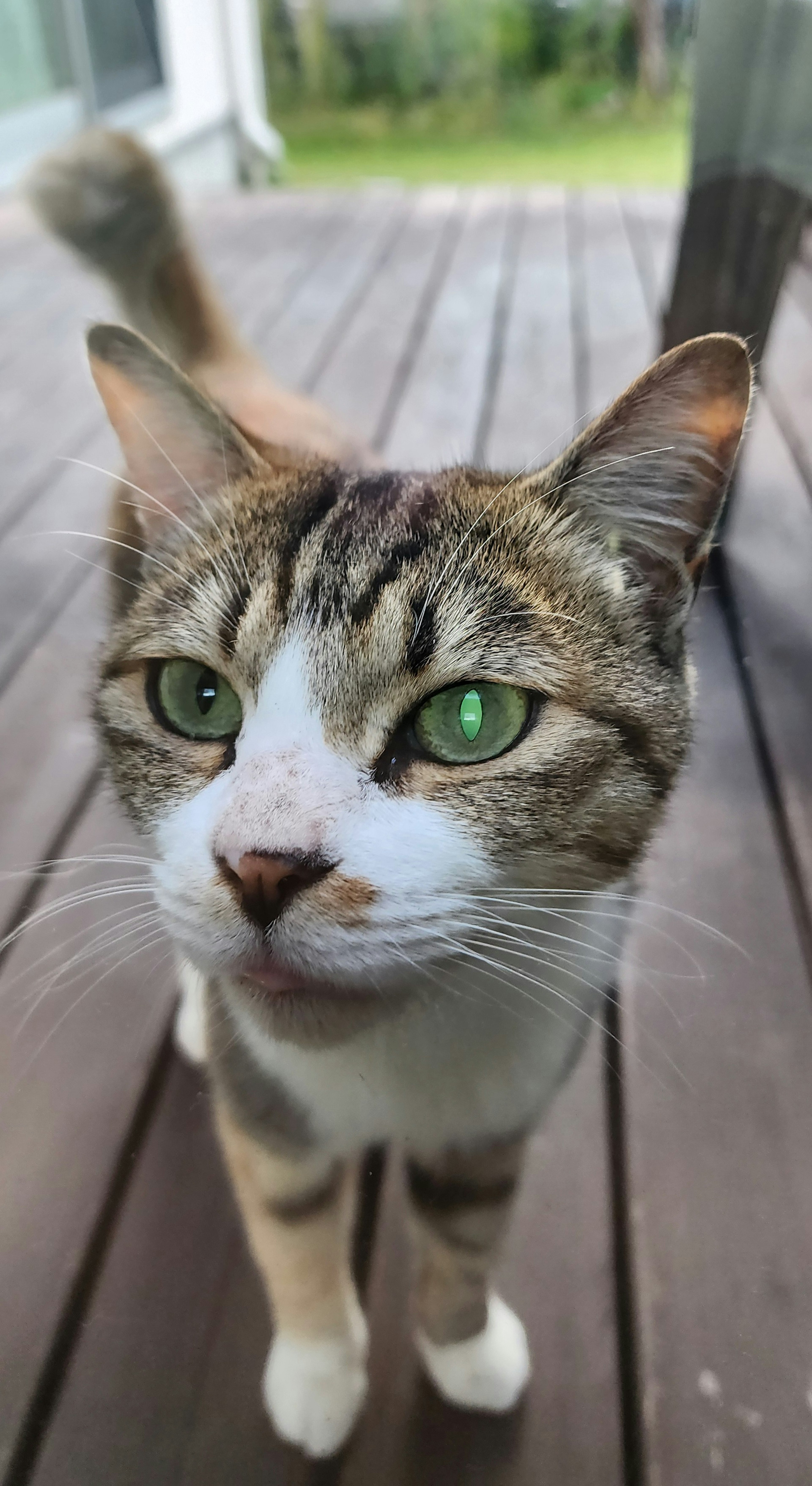 Close-up of a cat with striking green eyes looking directly at the camera