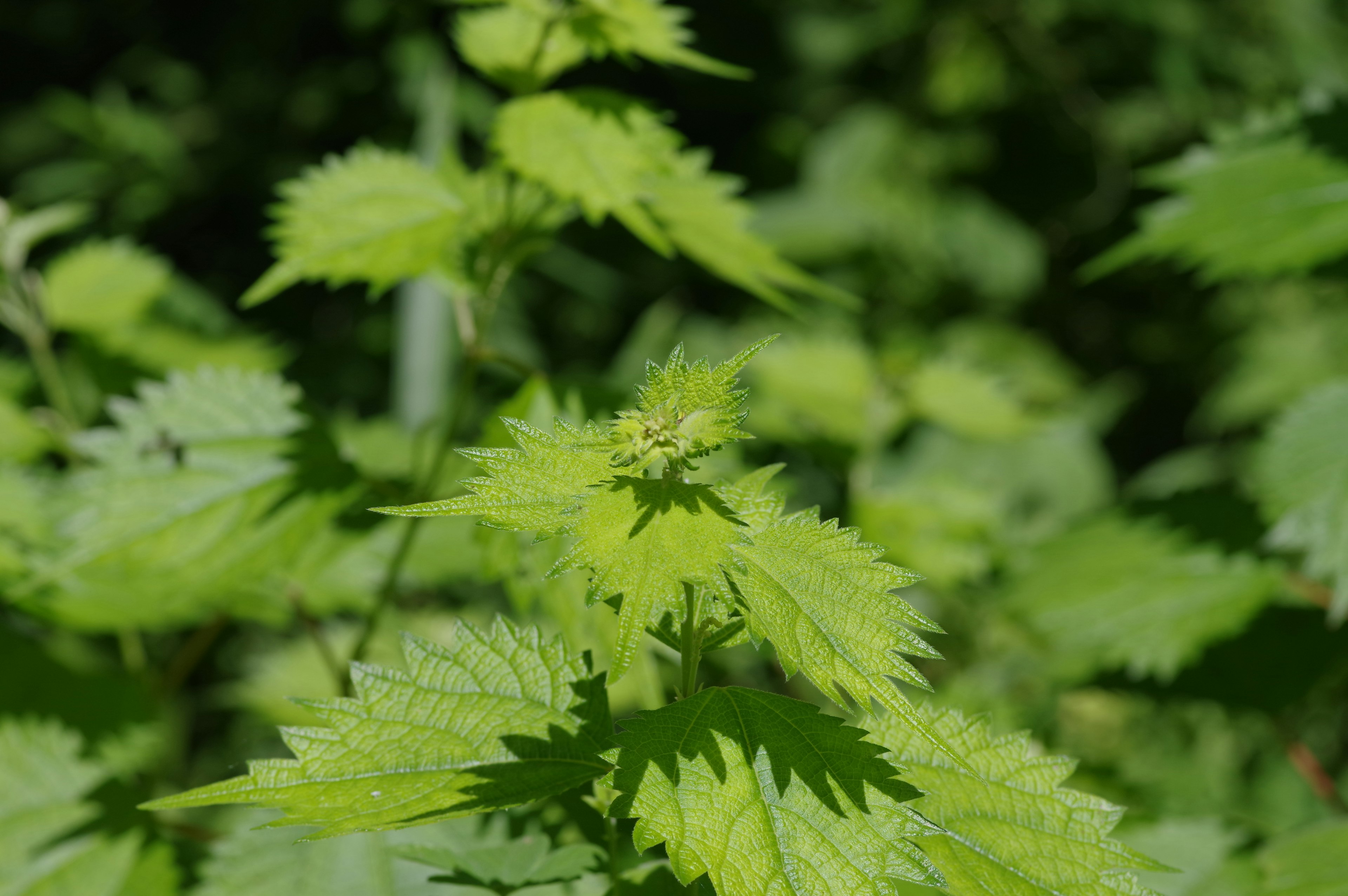 Gambar close-up dari tanaman dengan daun hijau