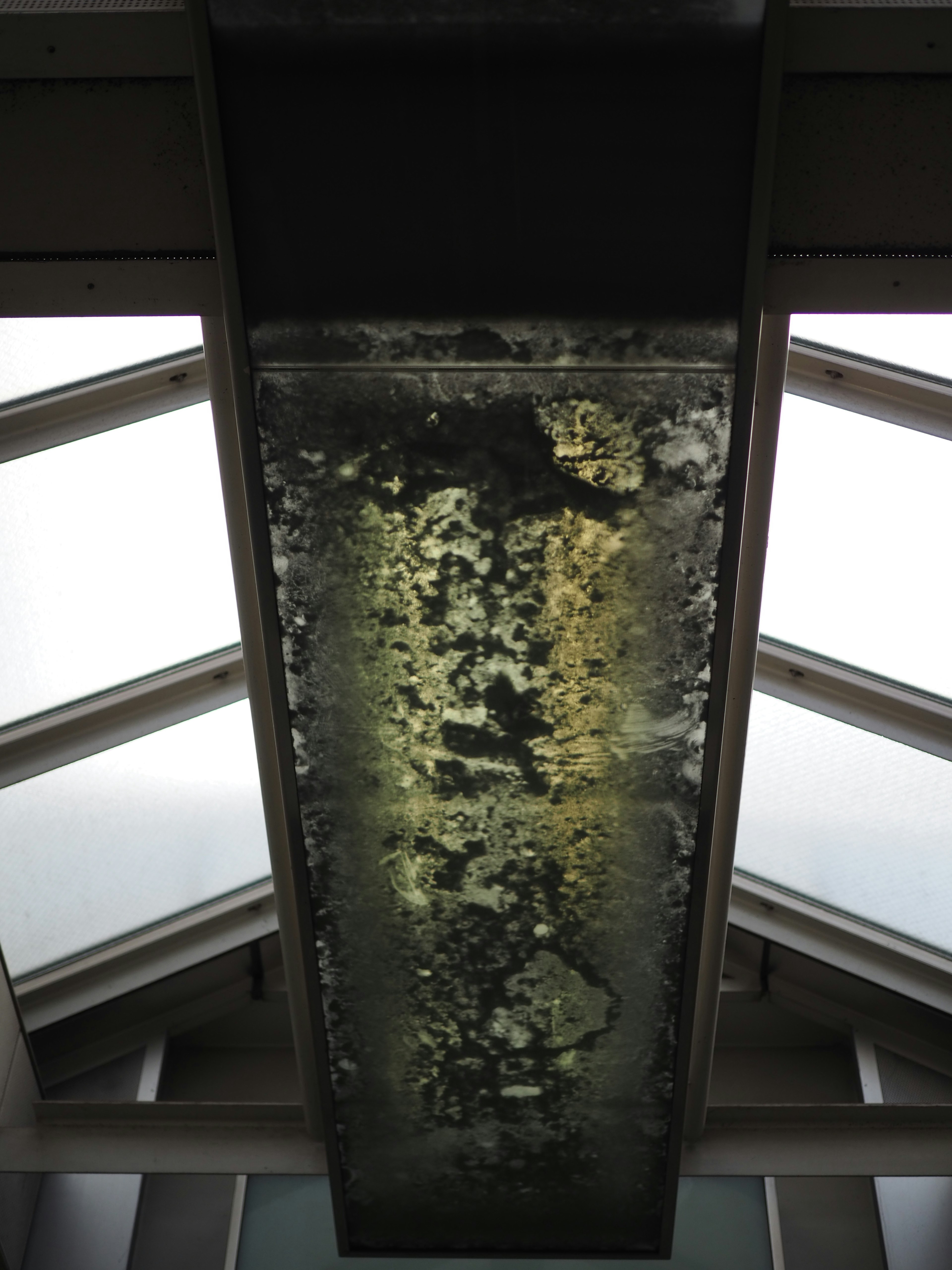 View from below a glass panel ceiling showing a mossy surface