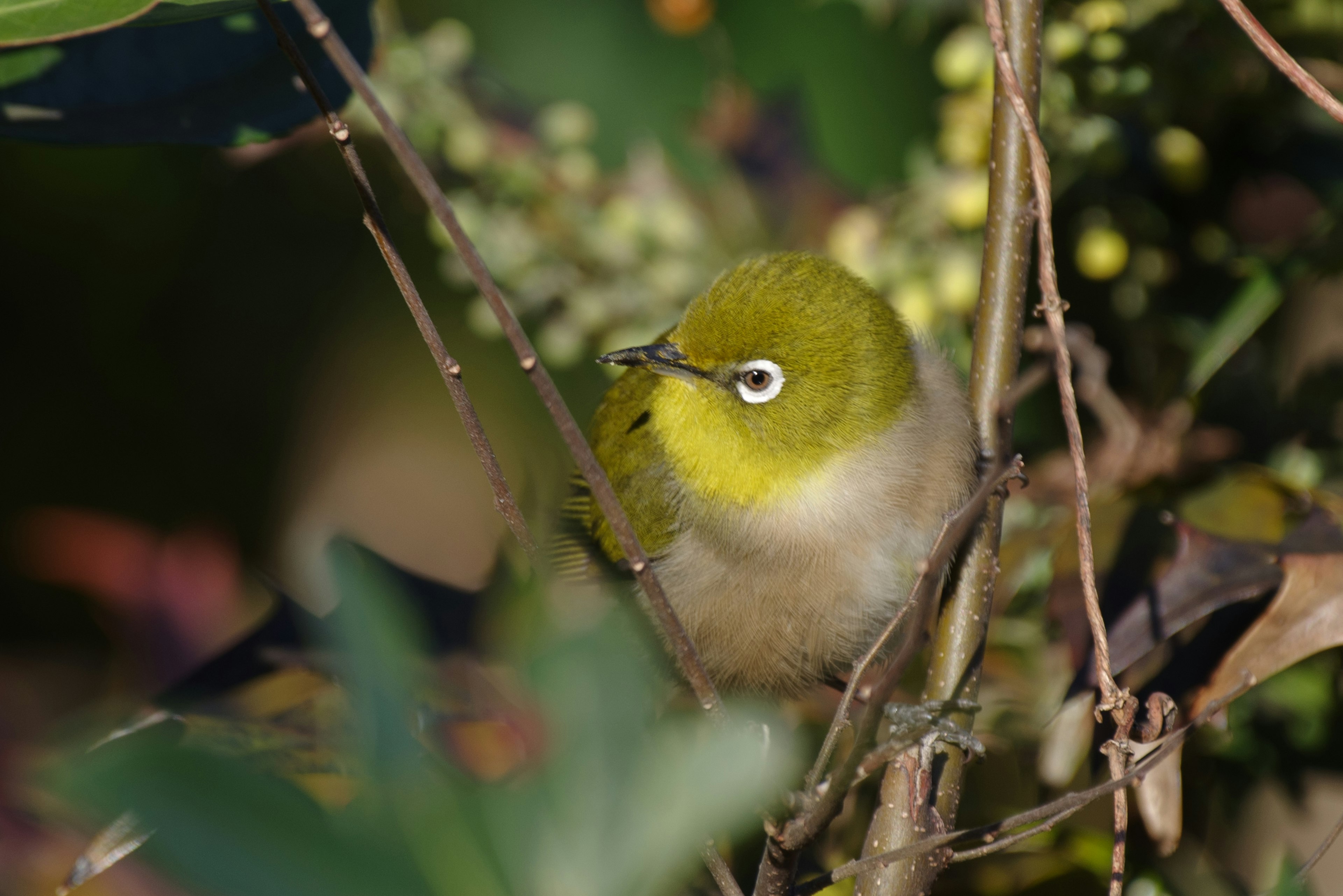 Seekor burung kecil bersembunyi di antara daun dengan kepala hijau dan dada kuning